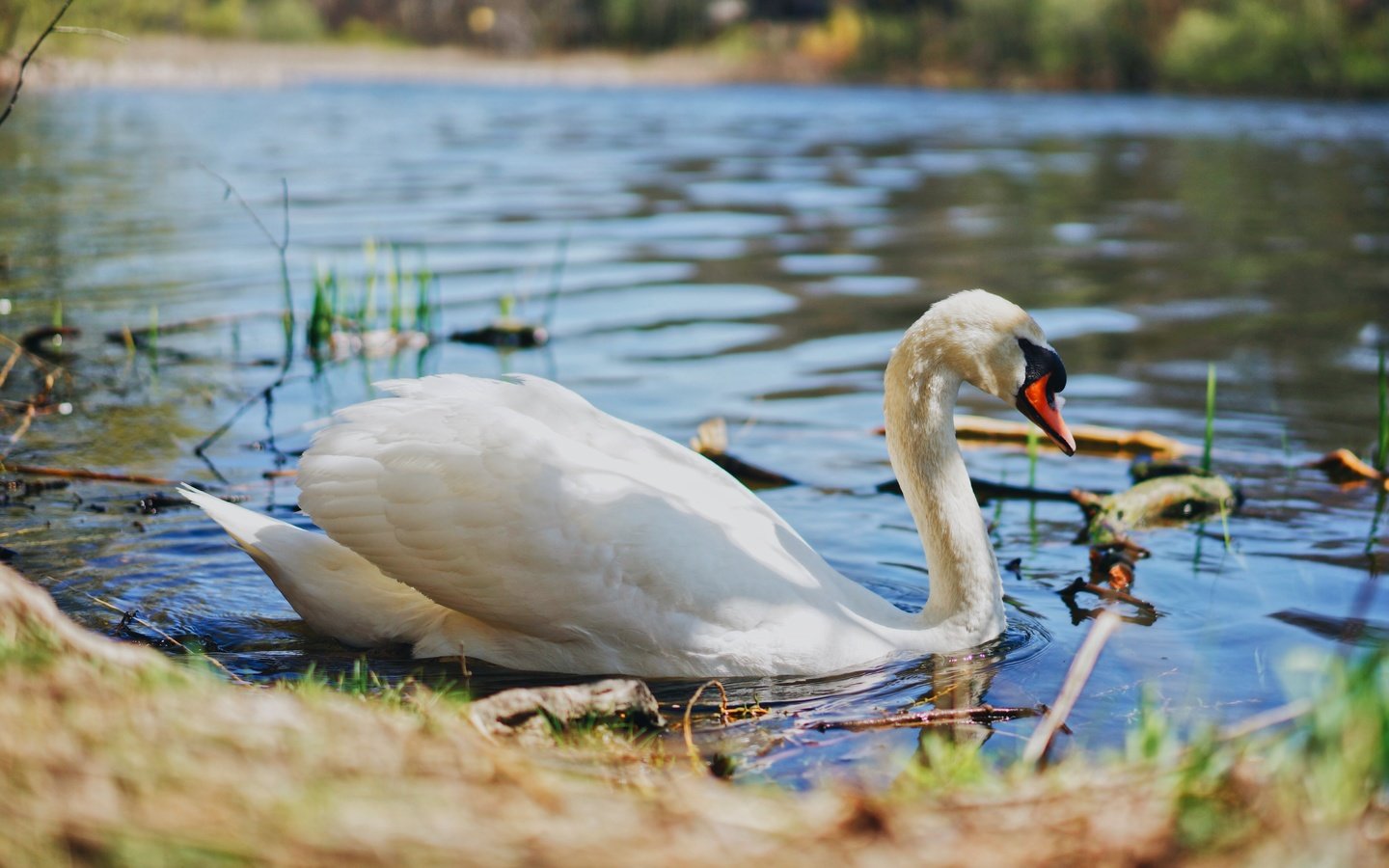 Обои свет, вода, берег, белый, водоем, птица, пруд, лебедь, light, water, shore, white, pond, bird, swan разрешение 5056x3366 Загрузить