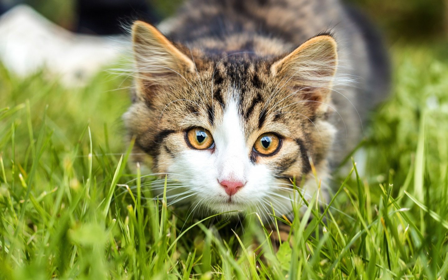 Обои трава, кошка, взгляд, котенок, мордашка, полосатый, боке, grass, cat, look, kitty, face, striped, bokeh разрешение 3840x2560 Загрузить