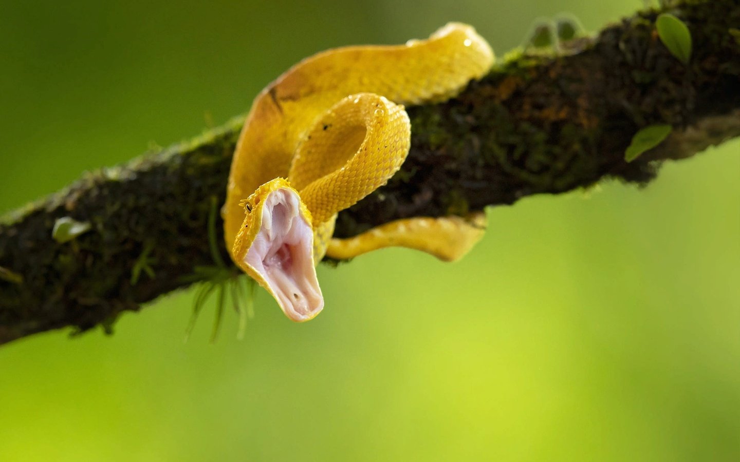 Обои ветка, природа, змея, пасть, branch, nature, snake, mouth разрешение 2000x1334 Загрузить