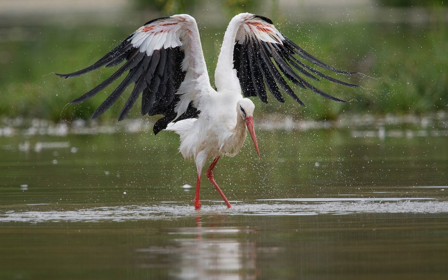 Обои вода, крылья, брызги, птица, аист, water, wings, squirt, bird, stork разрешение 1920x1280 Загрузить