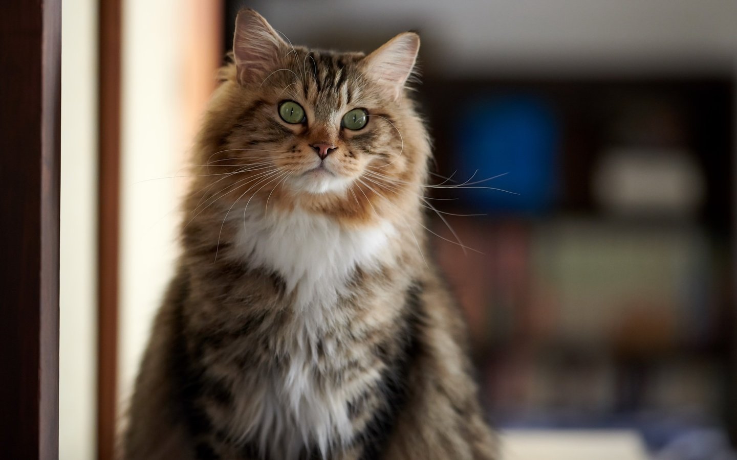 Обои портрет, кот, кошка, взгляд, пушистый, зеленые глаза, portrait, cat, look, fluffy, green eyes разрешение 3840x2160 Загрузить