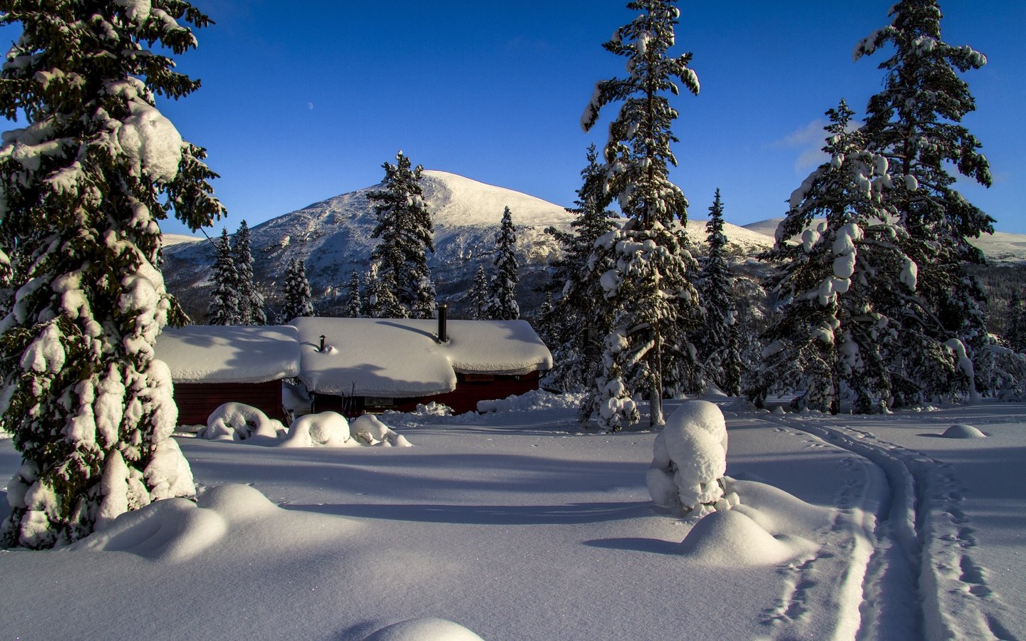 Обои снег, зима, зимний лес, snow, winter, winter forest разрешение 5184x3456 Загрузить