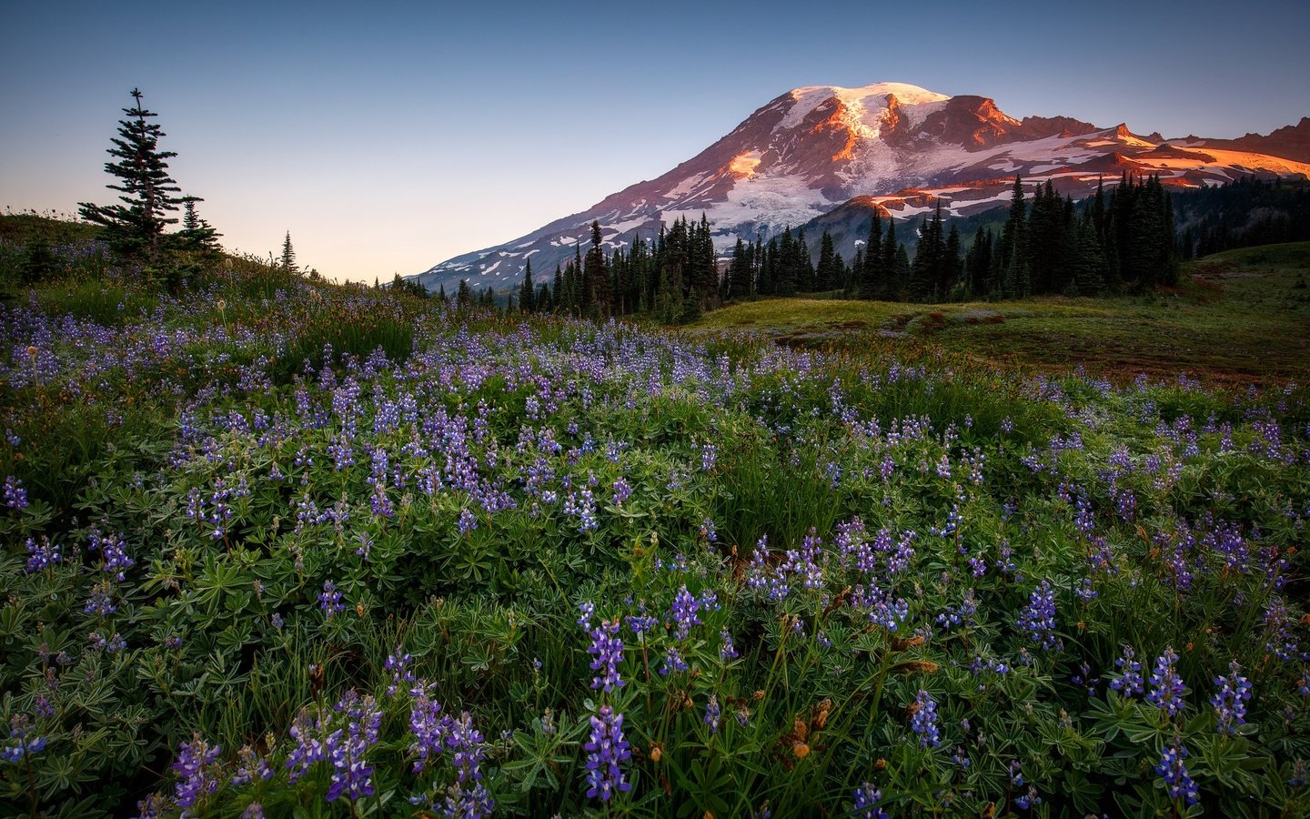 Обои цветы, горы, лес, люпины, flowers, mountains, forest, lupins разрешение 2048x1365 Загрузить