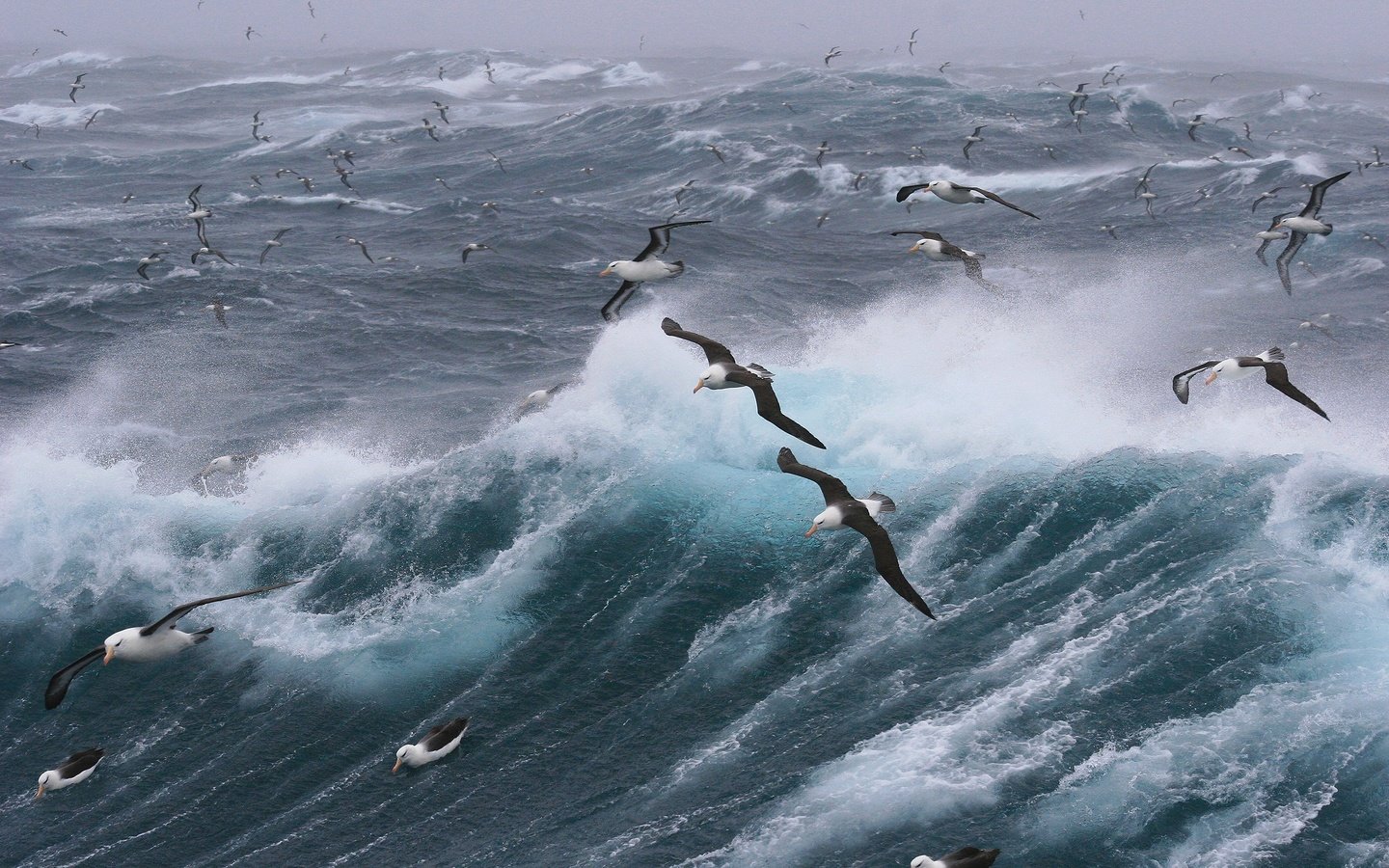 Обои волны, море, полет, птицы, чайки, шторм, wave, sea, flight, birds, seagulls, storm разрешение 2880x1920 Загрузить