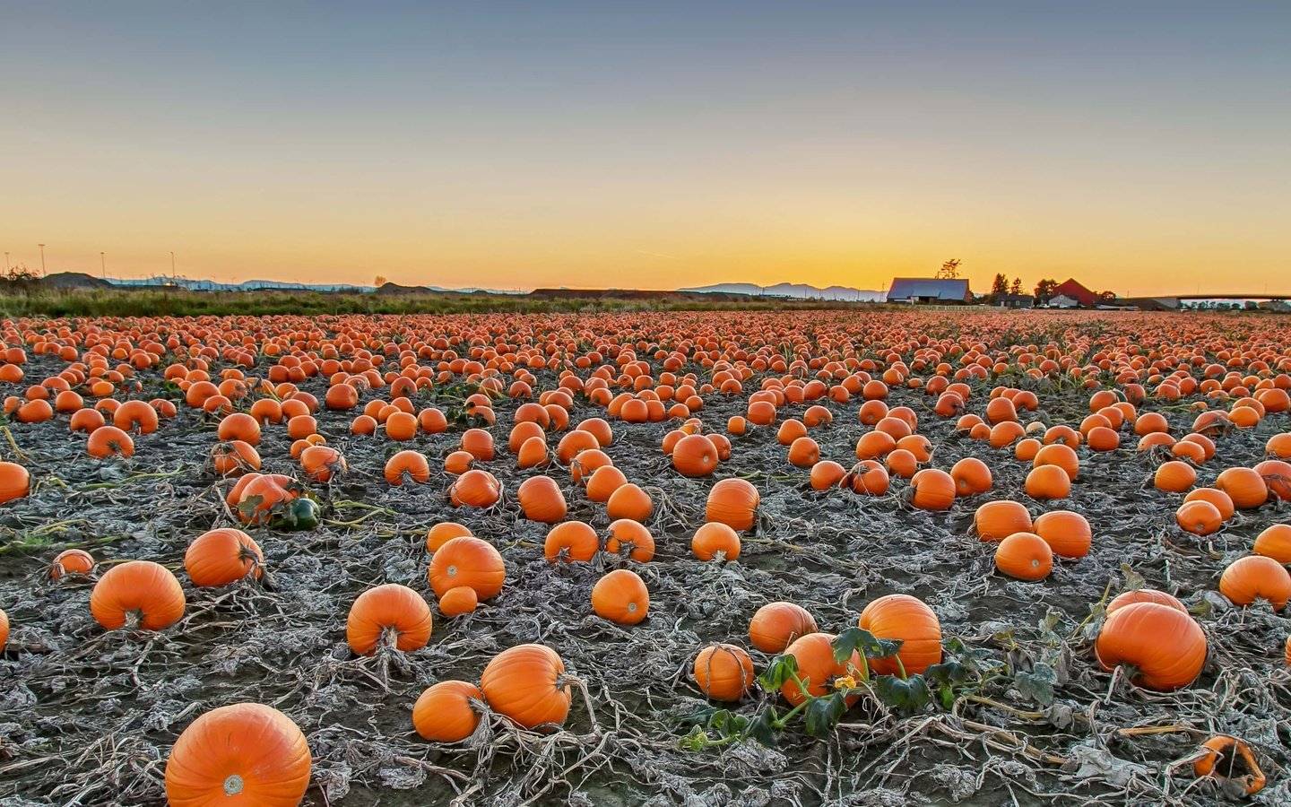 Обои поле, урожай, канада, тыква, британская колумбия, field, harvest, canada, pumpkin, british columbia разрешение 3661x2059 Загрузить