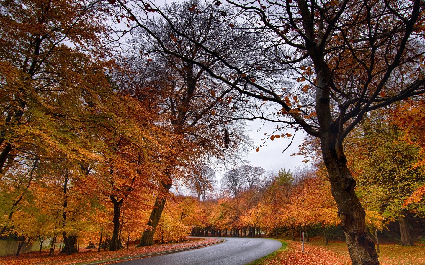 Обои лес, парк, осень, forest, park, autumn разрешение 3840x2160 Загрузить