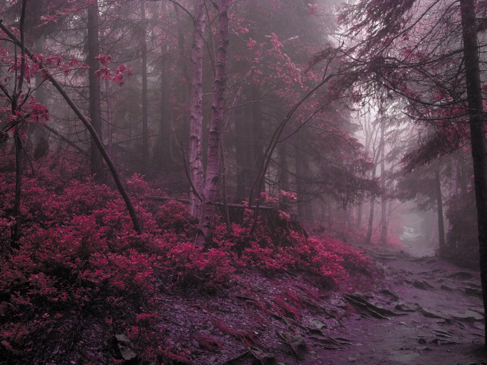 Обои дорога, лес, фиолетовый, road, forest, purple разрешение 4272x2848 Загрузить