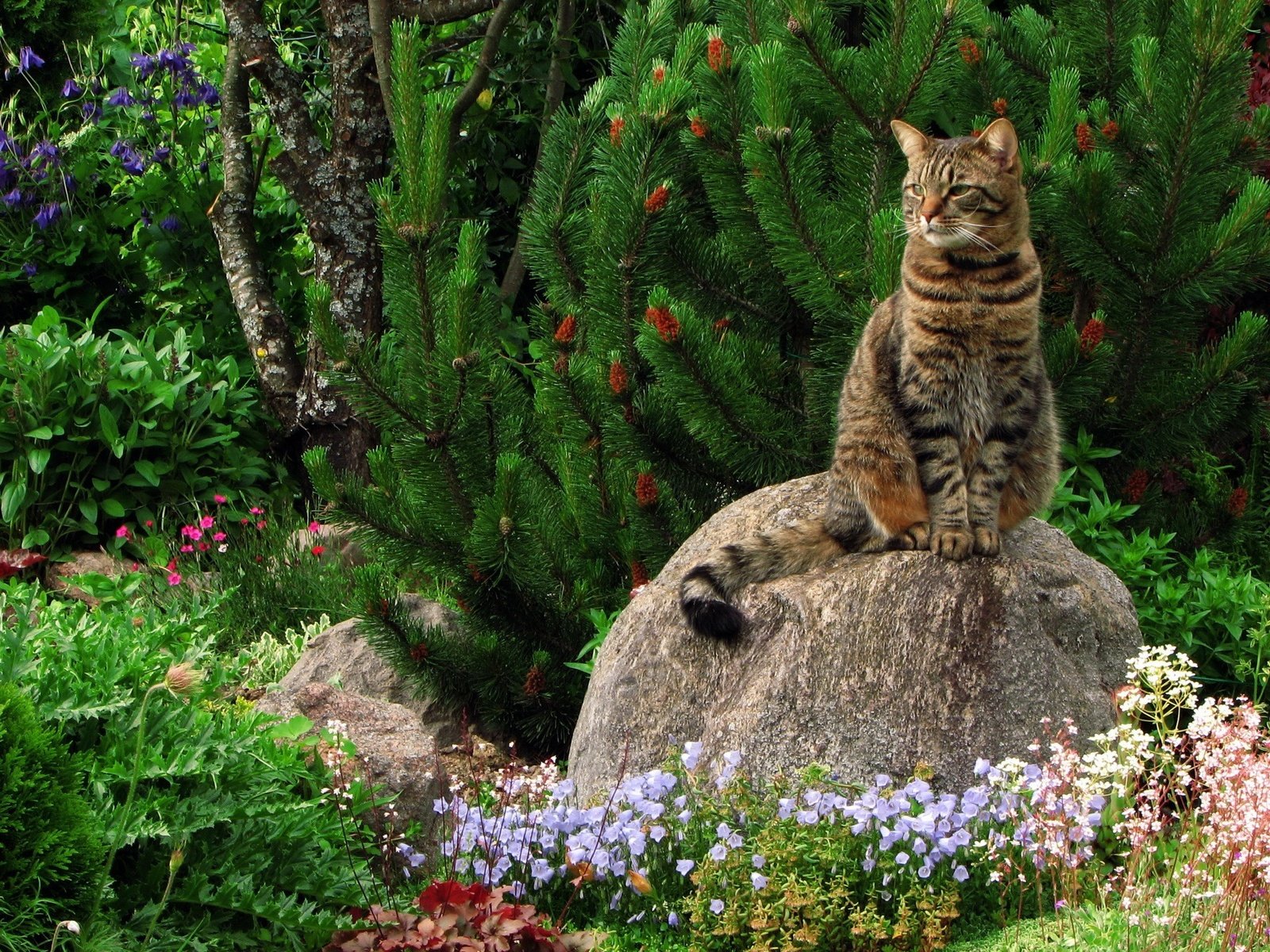 Обои трава, зелень, растения, кот, кошка, камень, кошак, grass, greens, plants, cat, stone, koshak разрешение 1920x1440 Загрузить