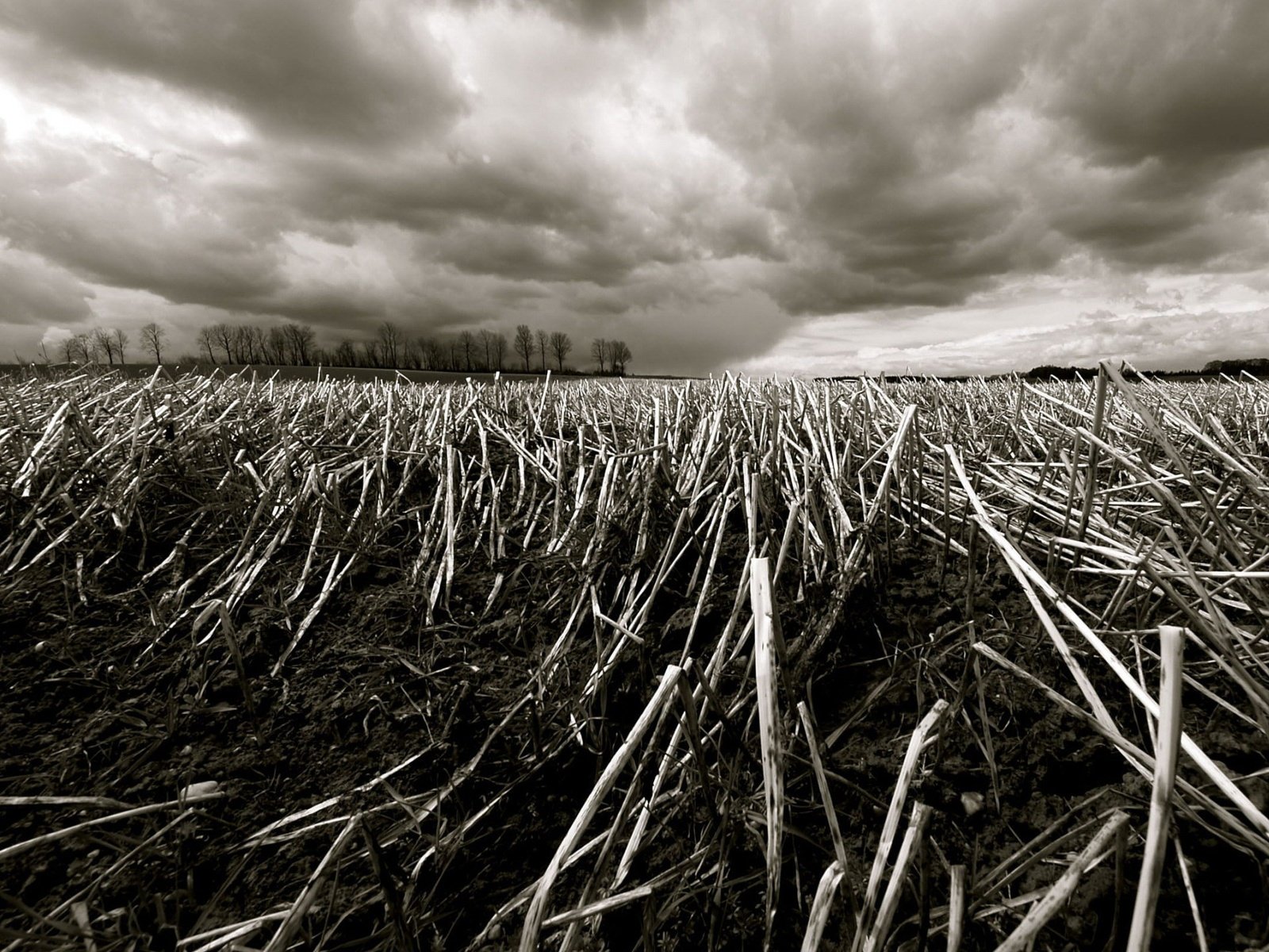 Обои трава, деревья, поле, ветки, осень, grass, trees, field, branches, autumn разрешение 1920x1440 Загрузить