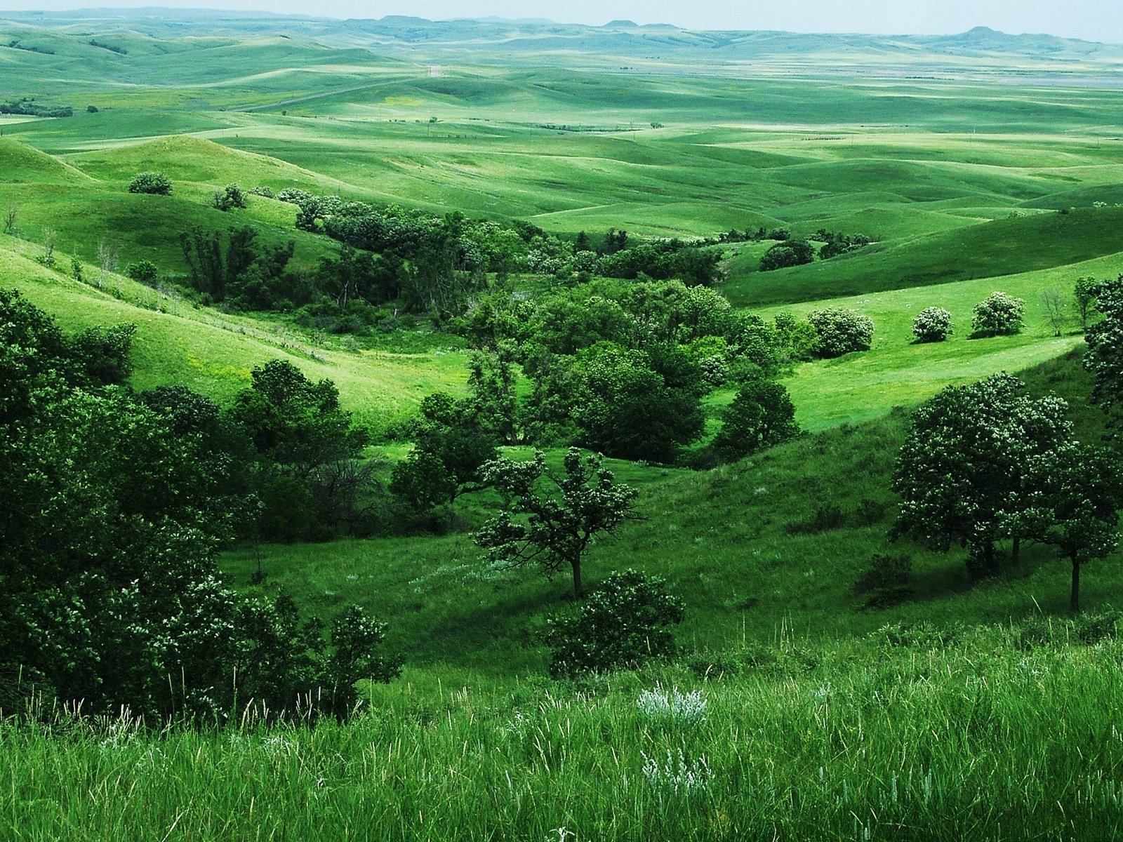 Обои трава, деревья, зелень, поля, grass, trees, greens, field разрешение 1920x1200 Загрузить