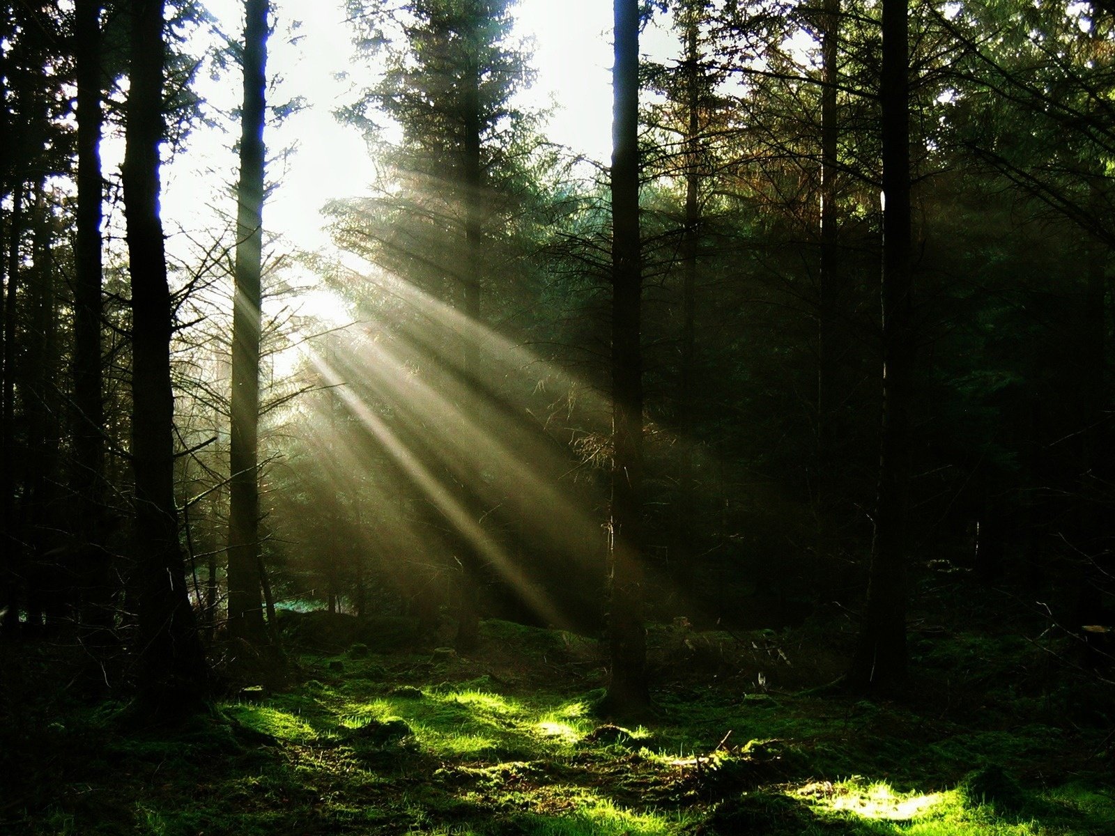 Обои свет, солнце, лес, лучи, light, the sun, forest, rays разрешение 1920x1200 Загрузить