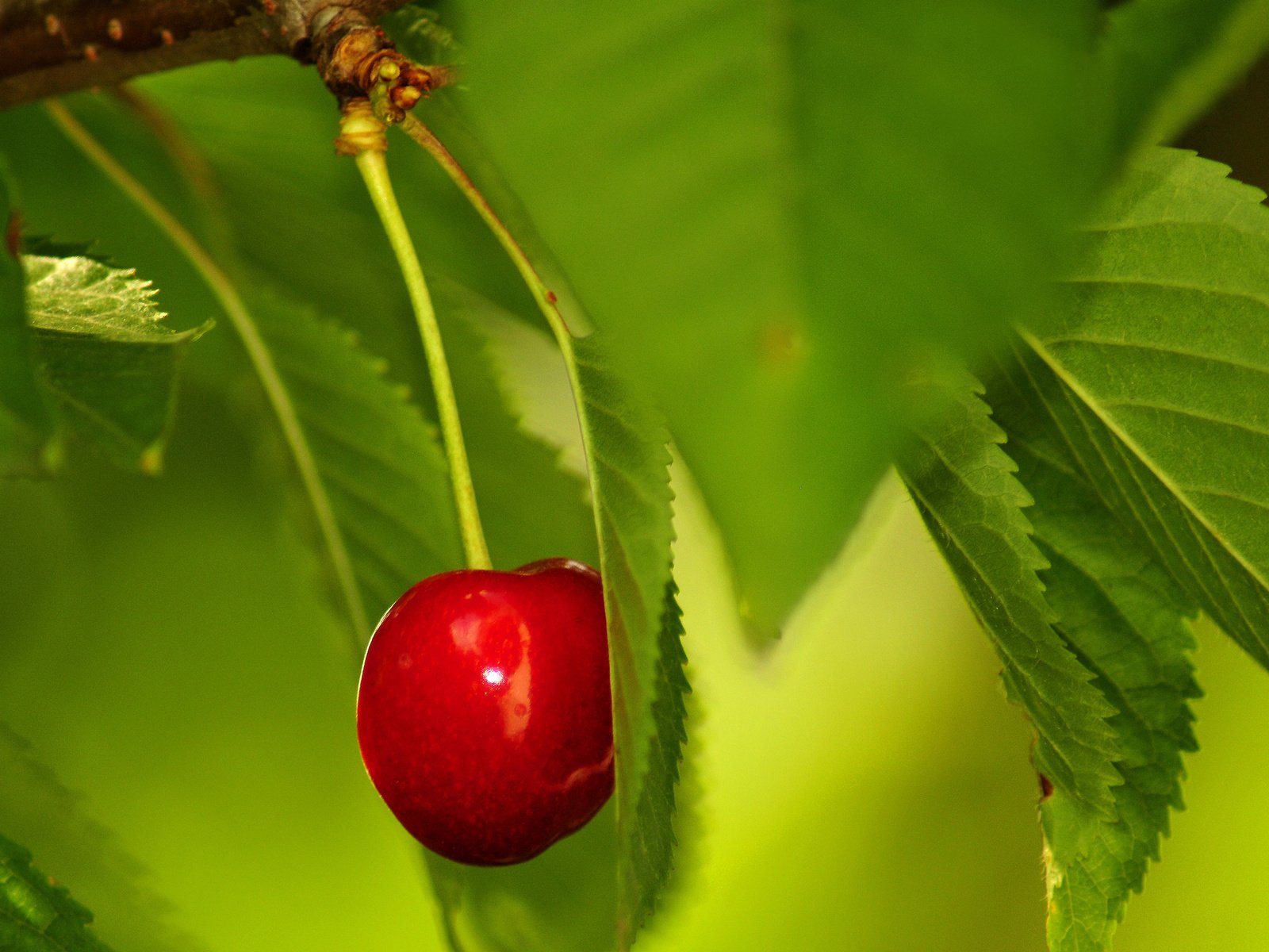 Обои листья, ягода, красная, черешня, спелая, одинокая, зеленые, leaves, berry, red, cherry, ripe, lonely, green разрешение 2560x1600 Загрузить