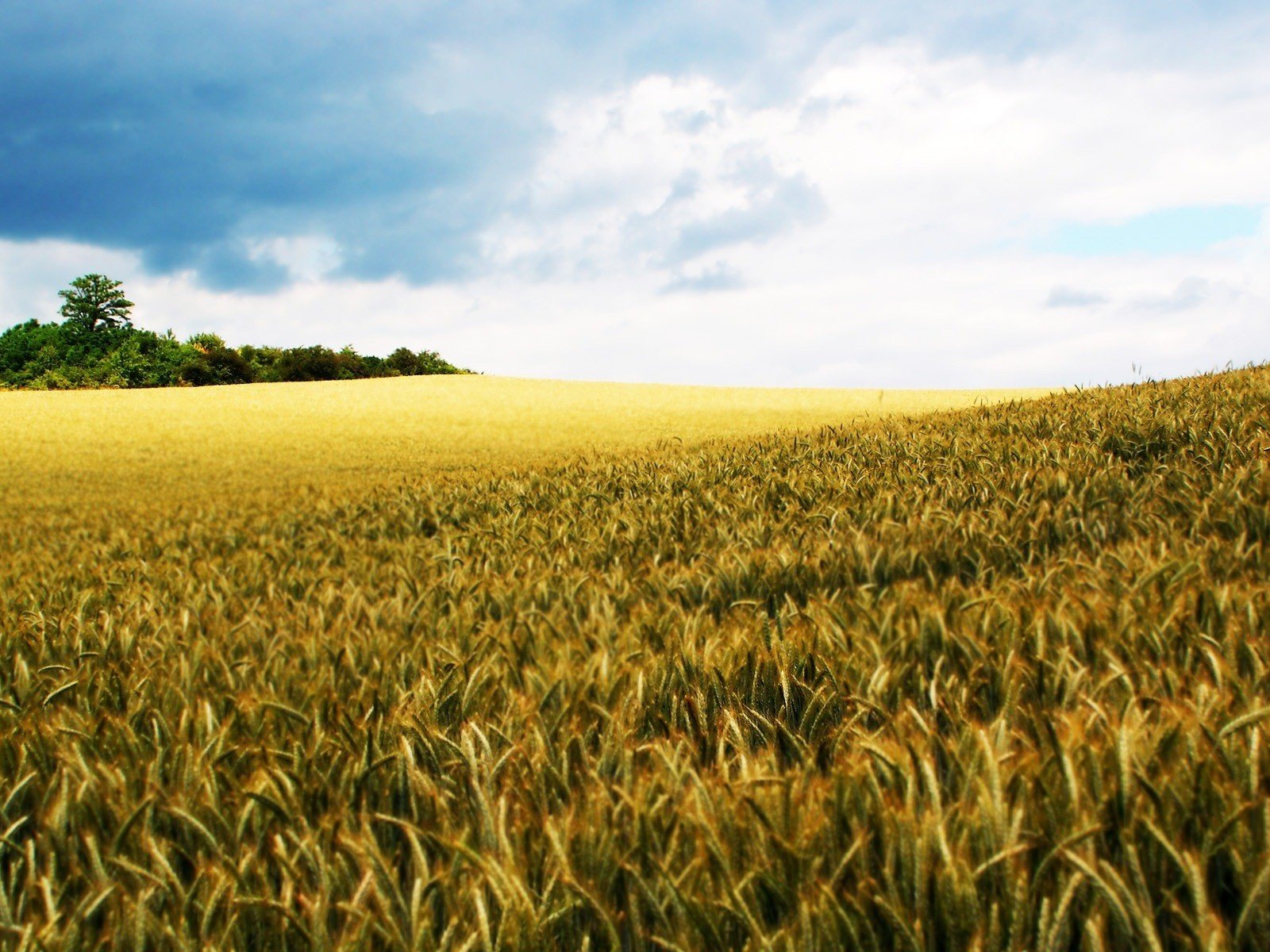 Обои небо, природа, поле, мир, рожь, the sky, nature, field, the world, rye разрешение 1920x1200 Загрузить