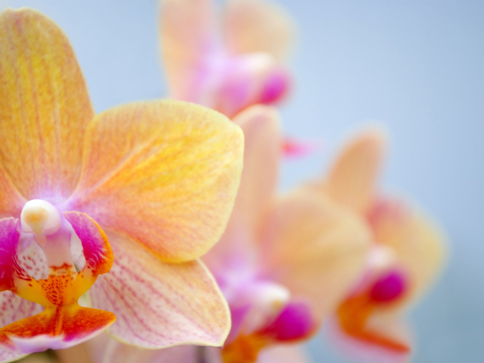 Обои цветок, орхидея, орхидею, flower, orchid разрешение 3043x2036 Загрузить