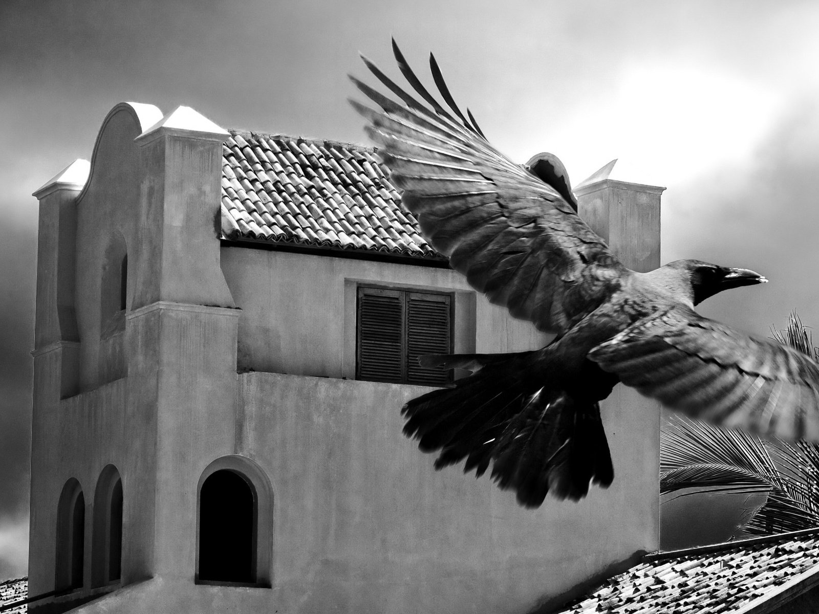 Обои черно-белая, птица, пальма, здание, black and white, bird, palma, the building разрешение 3200x2000 Загрузить