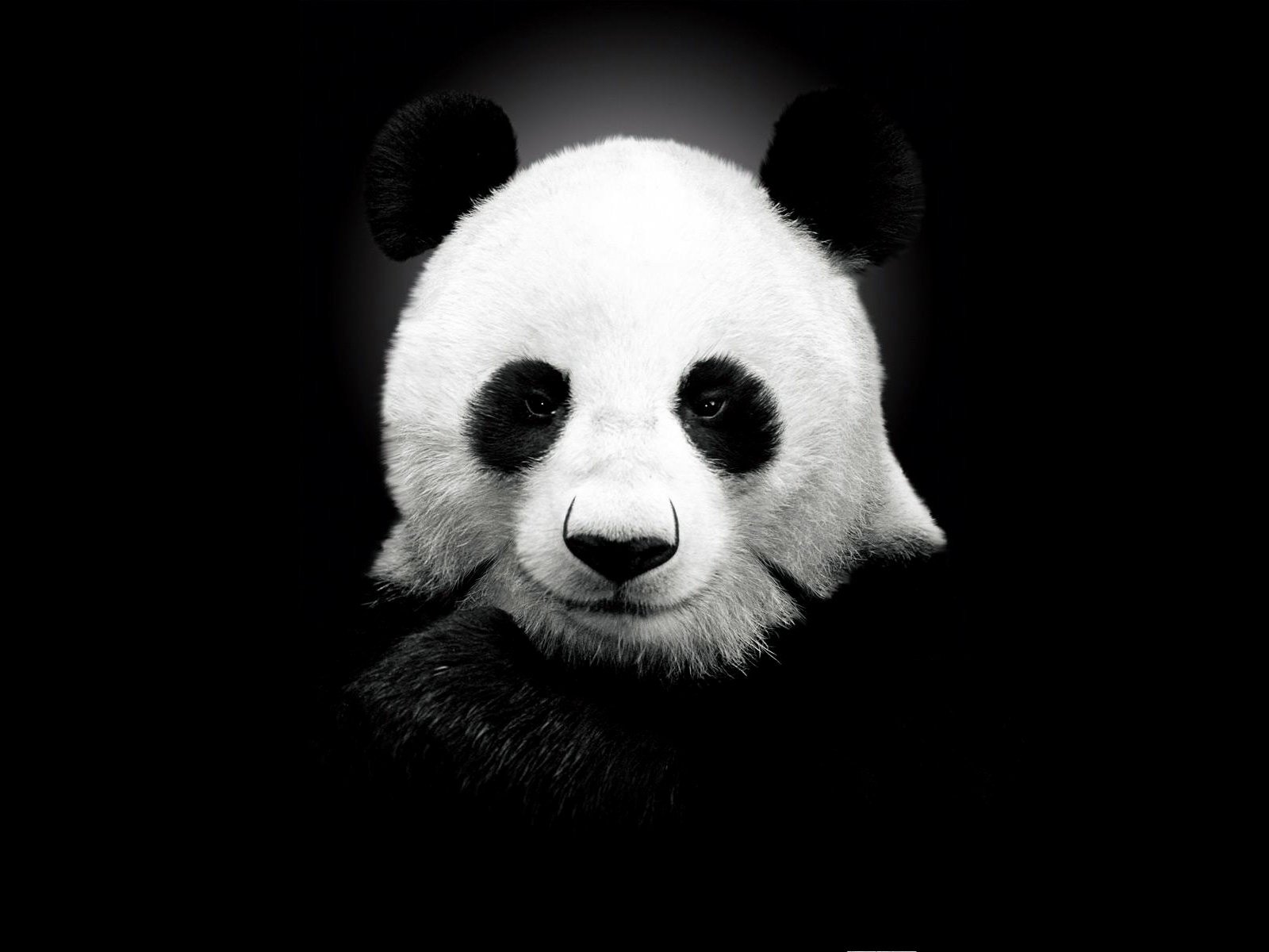 Обои панда, черный цвет, медведь, panda, black color, bear разрешение 1920x1200 Загрузить
