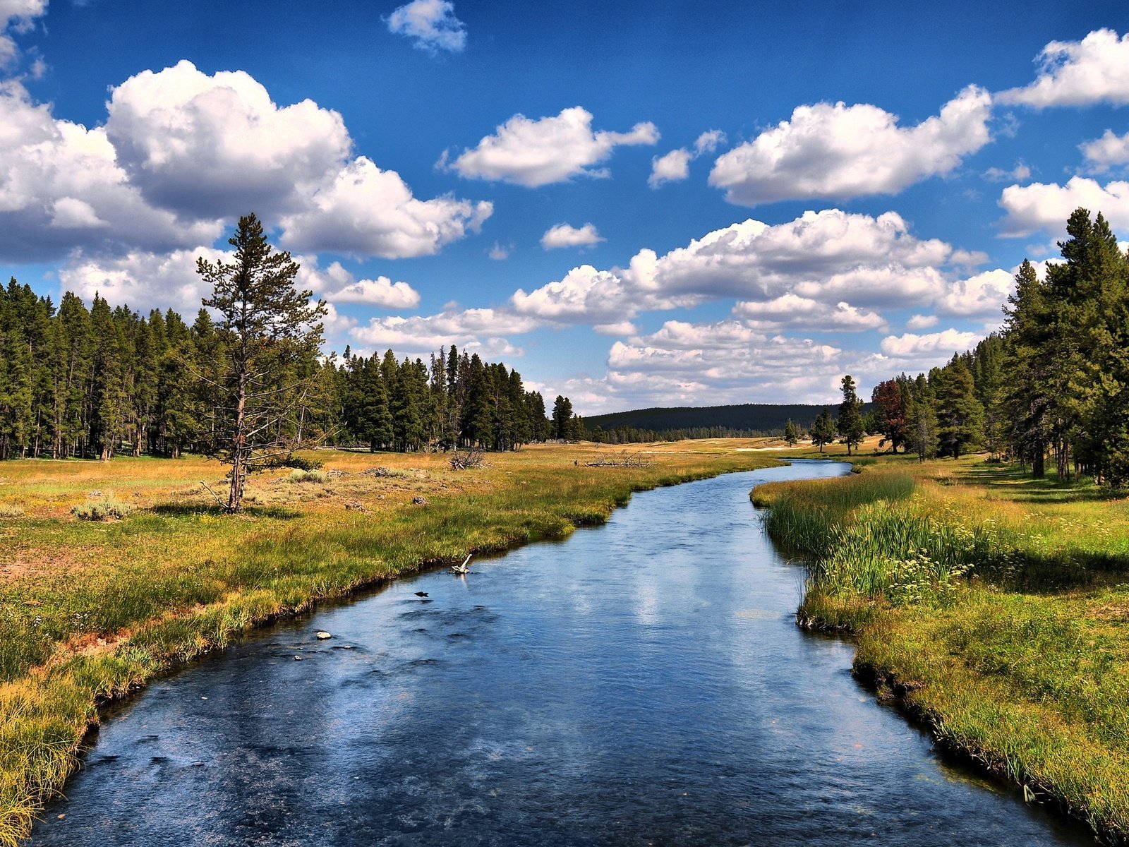 Обои небо, облака, деревья, река, лес, the sky, clouds, trees, river, forest разрешение 2560x1600 Загрузить