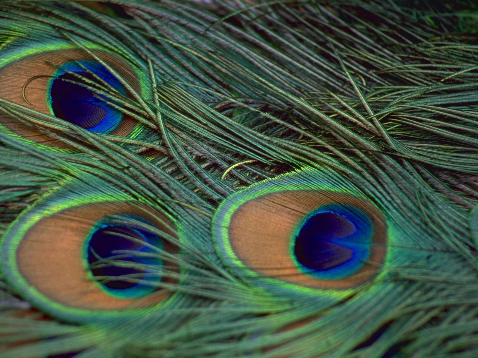 Обои павлин, перья, peacock, feathers разрешение 1920x1200 Загрузить