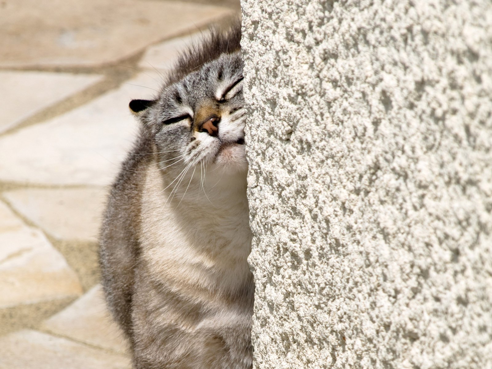 Обои кот, кошка, домашнее, животное, закрытые глаза, cat, home, animal, closed eyes разрешение 1920x1200 Загрузить