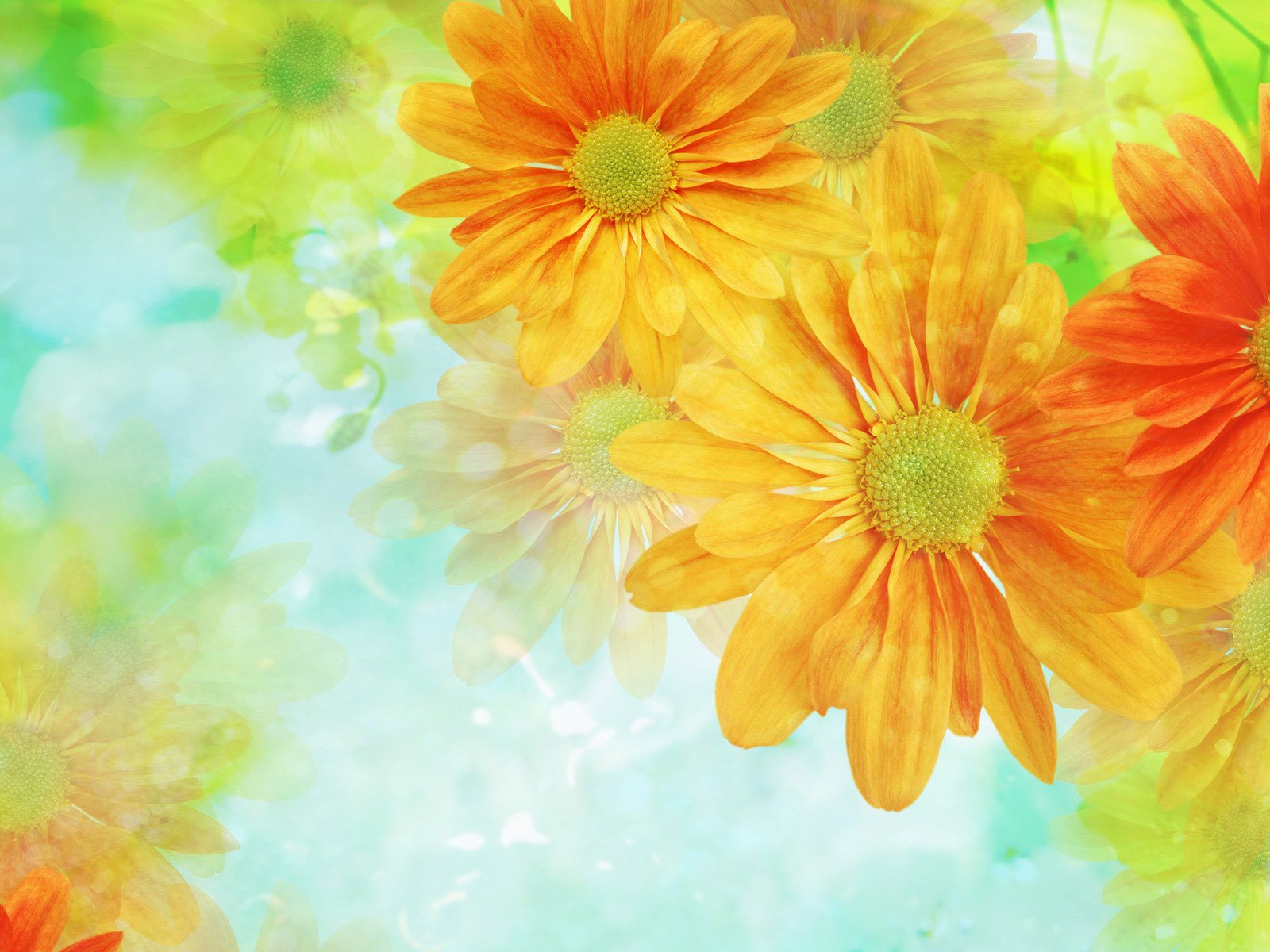 Обои цветы, обои, фон, светлый, flowers, wallpaper, background, light разрешение 1920x1200 Загрузить