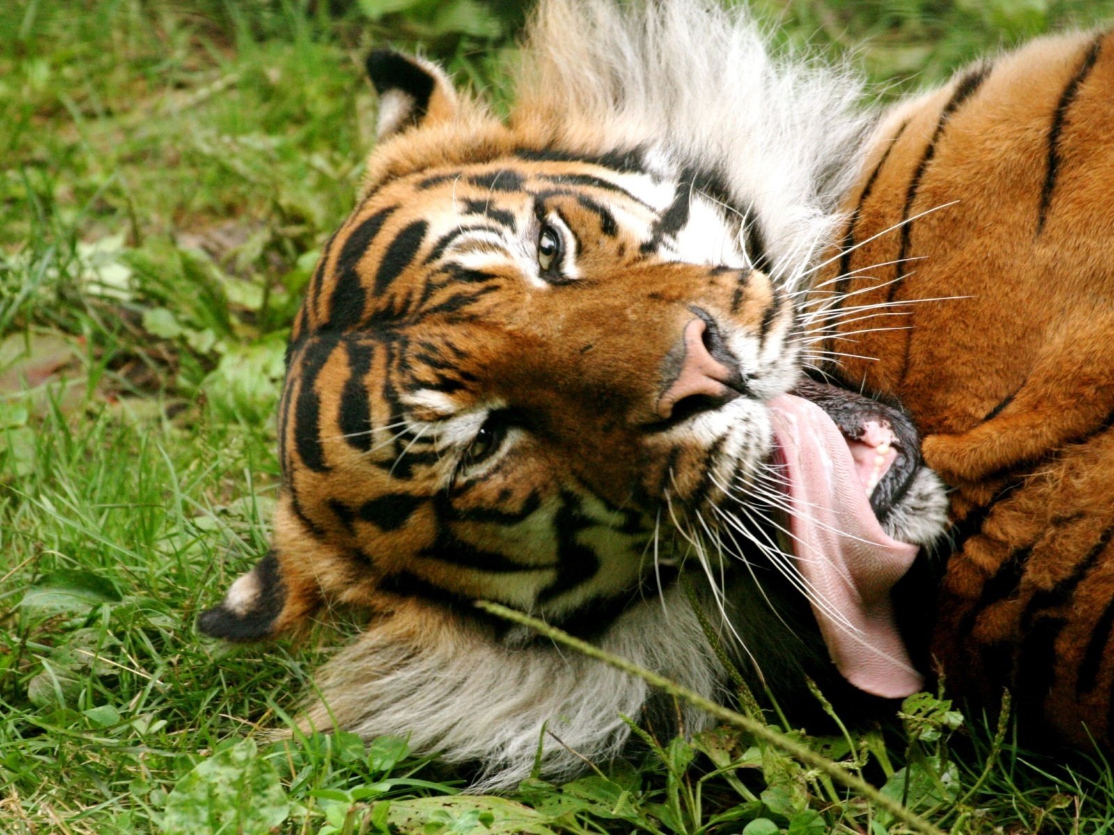 Обои тигр, трава, язык, tiger, grass, language разрешение 1920x1200 Загрузить