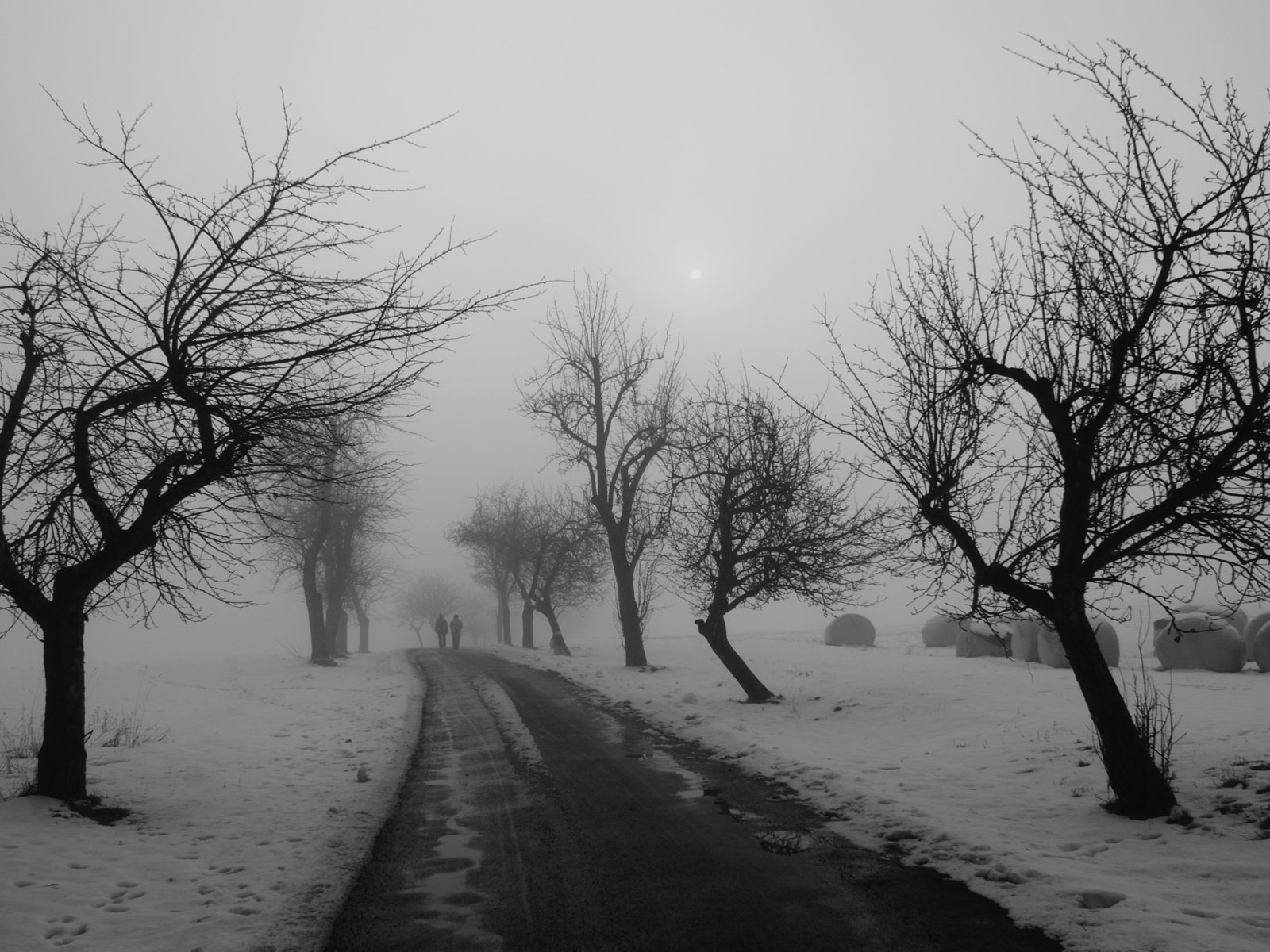 Обои дорога, деревья, зима, чёрно-белое, road, trees, winter, black and white разрешение 2560x1600 Загрузить