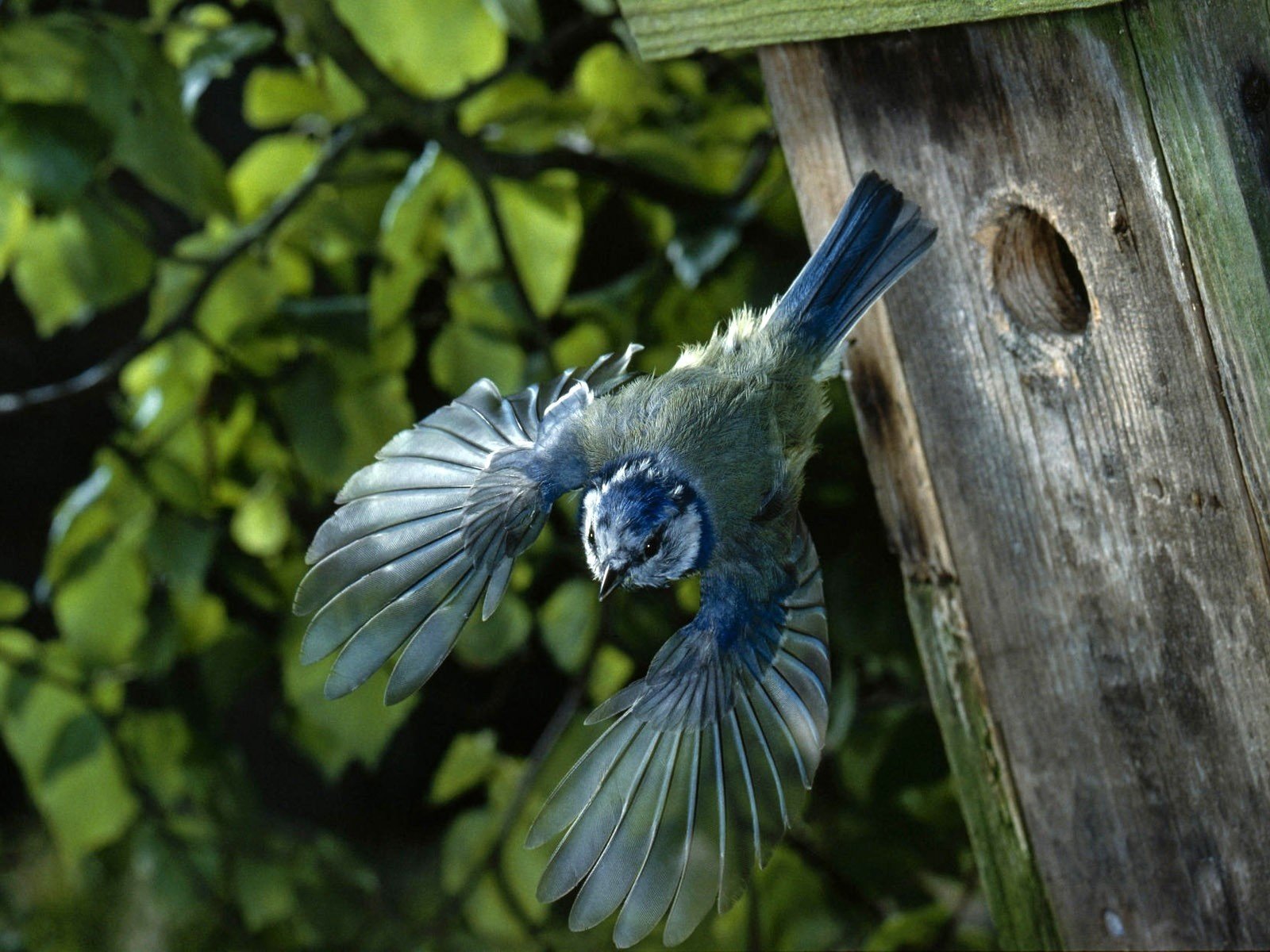 Обои полет, крылья, птица, домик, птичка, скворечник, синица, flight, wings, bird, house, birdhouse, tit разрешение 1920x1200 Загрузить