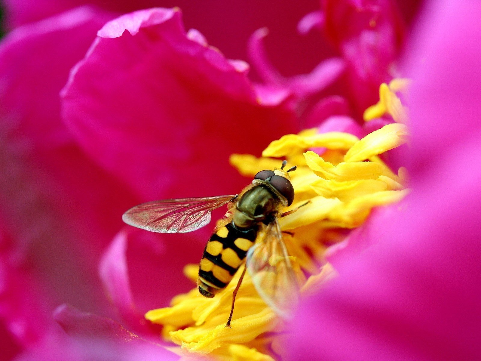 Обои цветок, лепестки, розовый, пчела, flower, petals, pink, bee разрешение 1920x1200 Загрузить