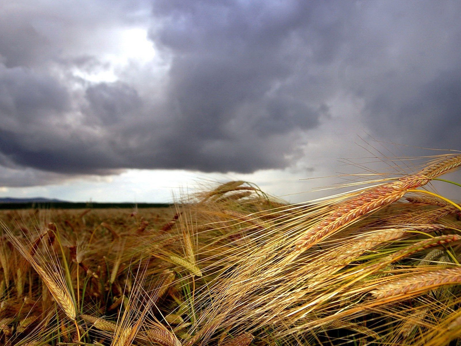 Обои облака, поле, колосья, clouds, field, ears разрешение 1920x1200 Загрузить