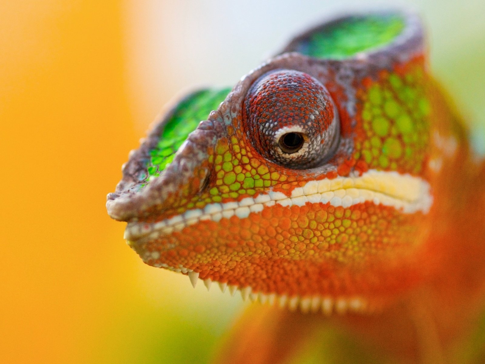 Обои животное, хамелеон, цветной, animal, chameleon, color разрешение 2560x1600 Загрузить