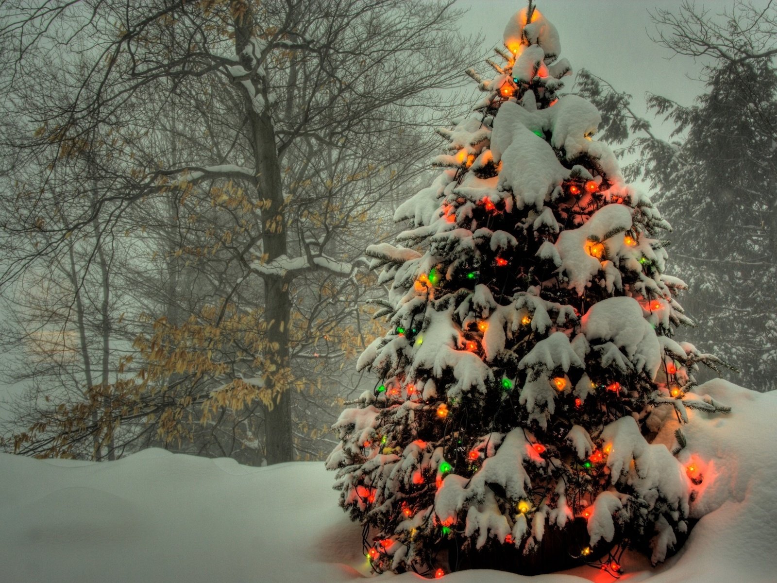 Обои огни, снег, елка, гирлянды, цветные, зимний.лес, lights, snow, tree, garland, colored, winter.forest разрешение 2560x1600 Загрузить