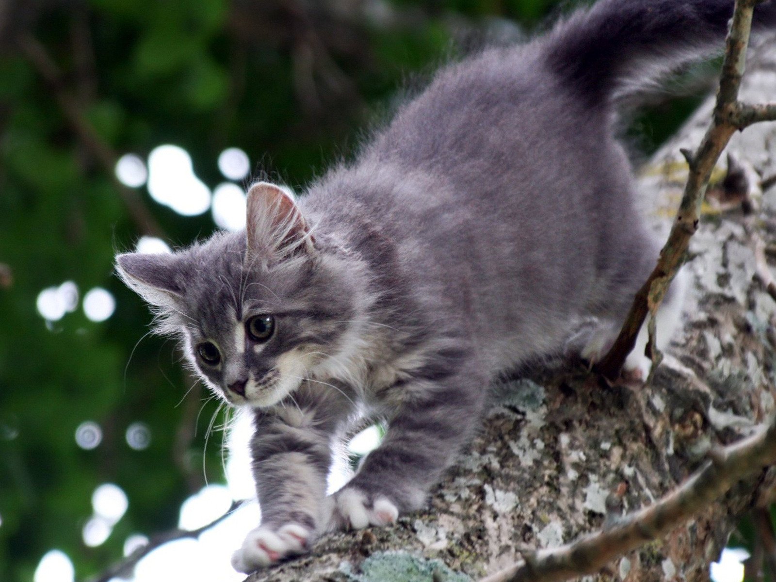 Котенок на дереве, пушистый скачать