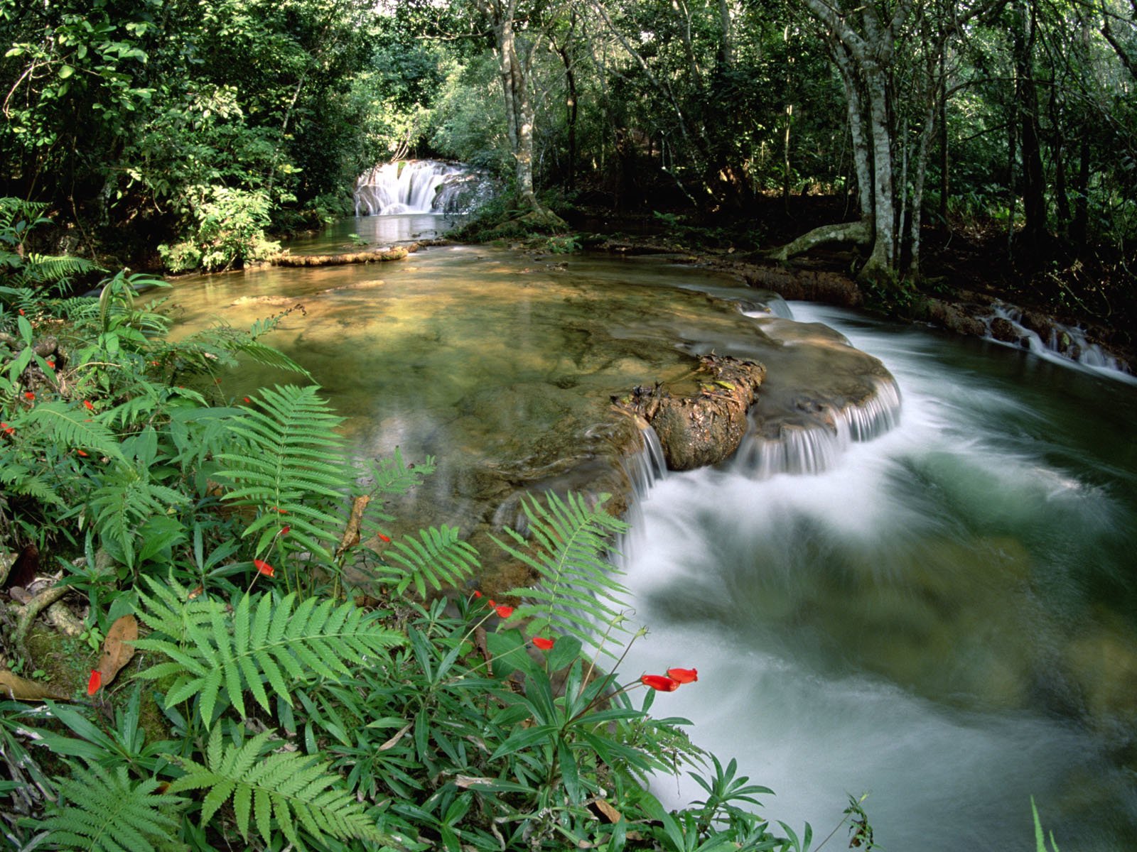 Обои река, лес, водопад, тропический, river, forest, waterfall, tropical разрешение 1920x1200 Загрузить