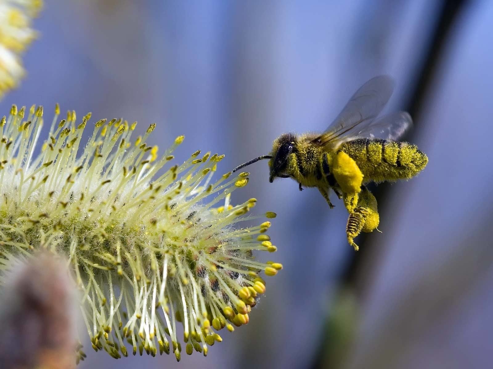 Обои полет, цветок, пчела, flight, flower, bee разрешение 1920x1200 Загрузить