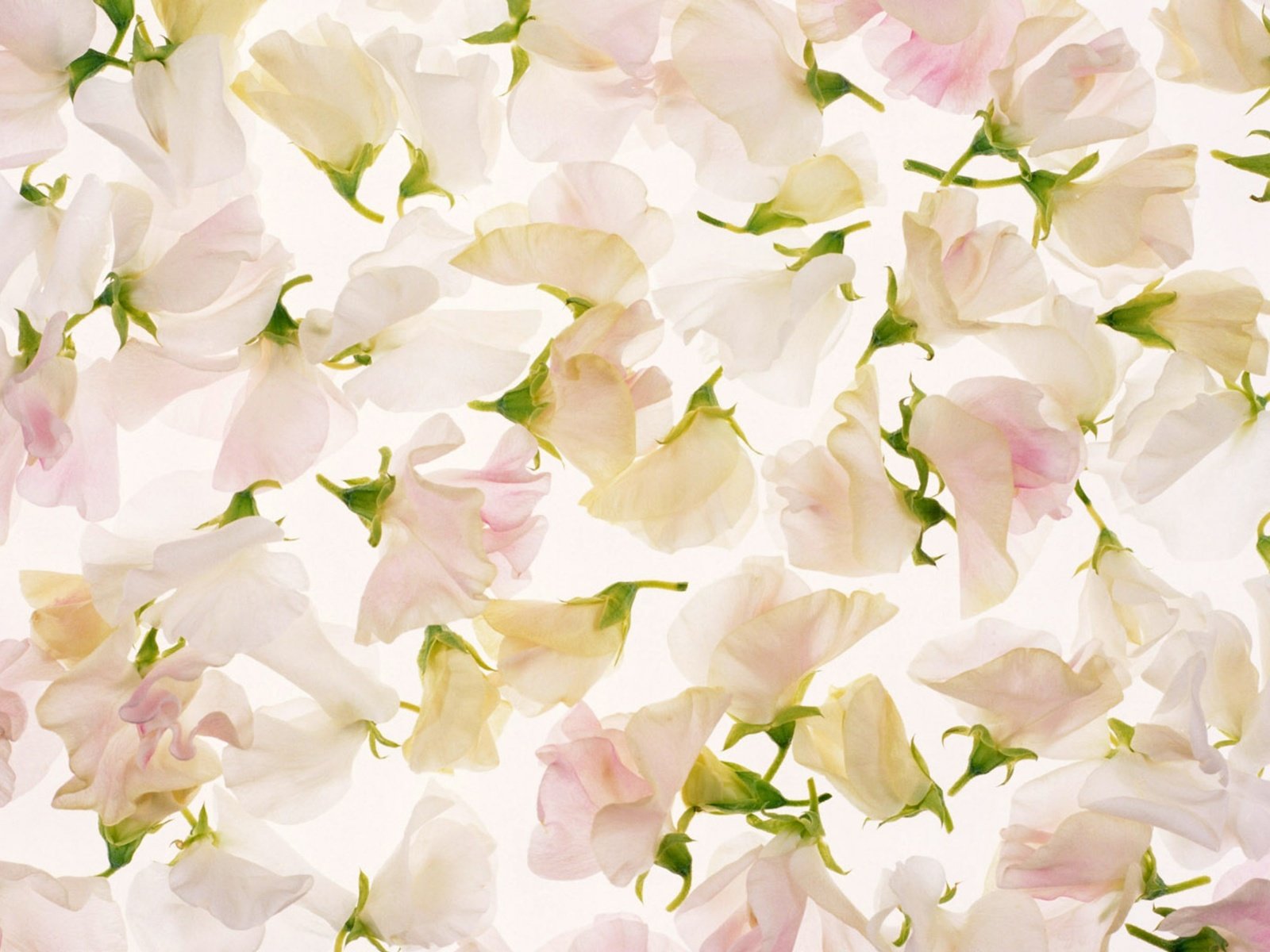 Обои цветы, лепестки, розовый, flowers, petals, pink разрешение 2560x1600 Загрузить