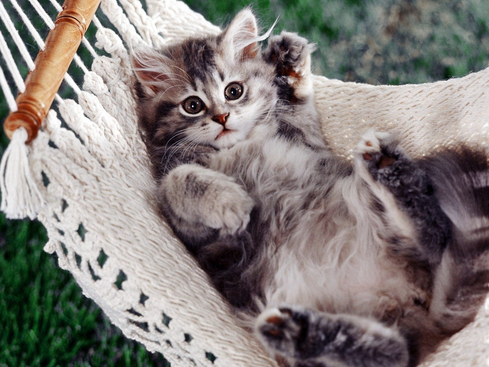 Обои лапы, котенок, гамак, paws, kitty, hammock разрешение 1920x1200 Загрузить