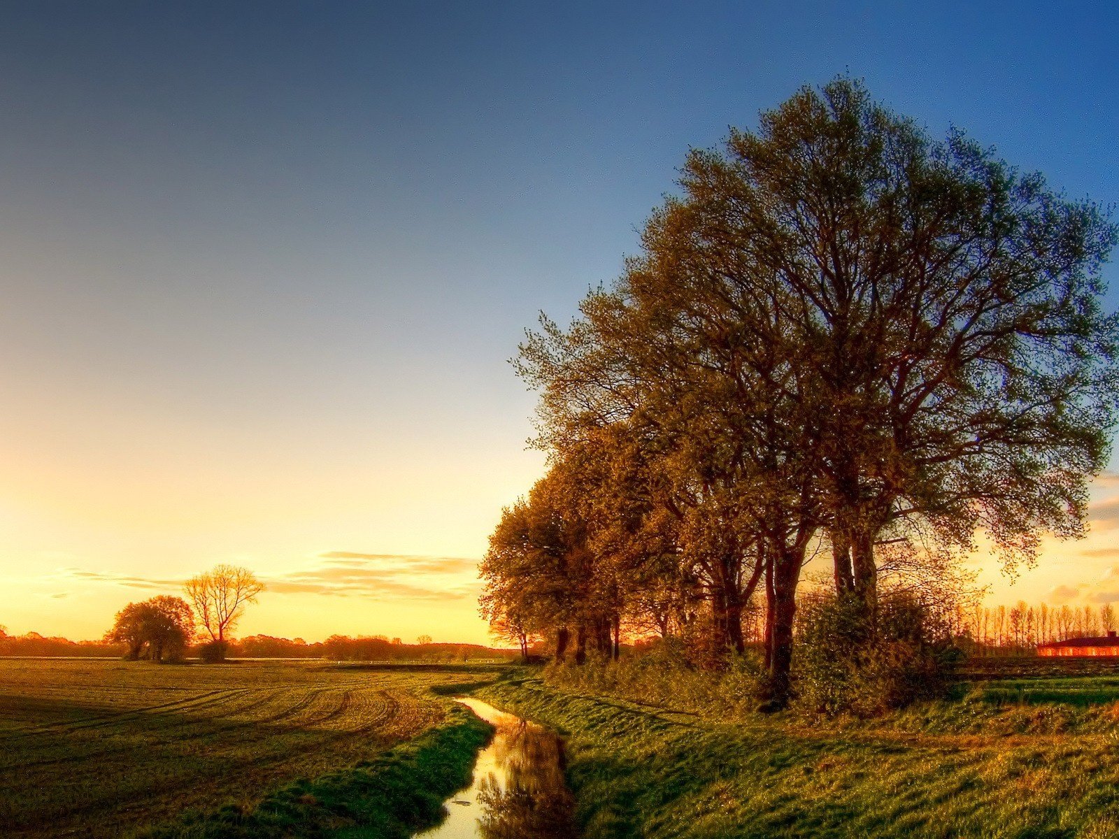 Обои небо, деревья, поле, the sky, trees, field разрешение 1920x1200 Загрузить