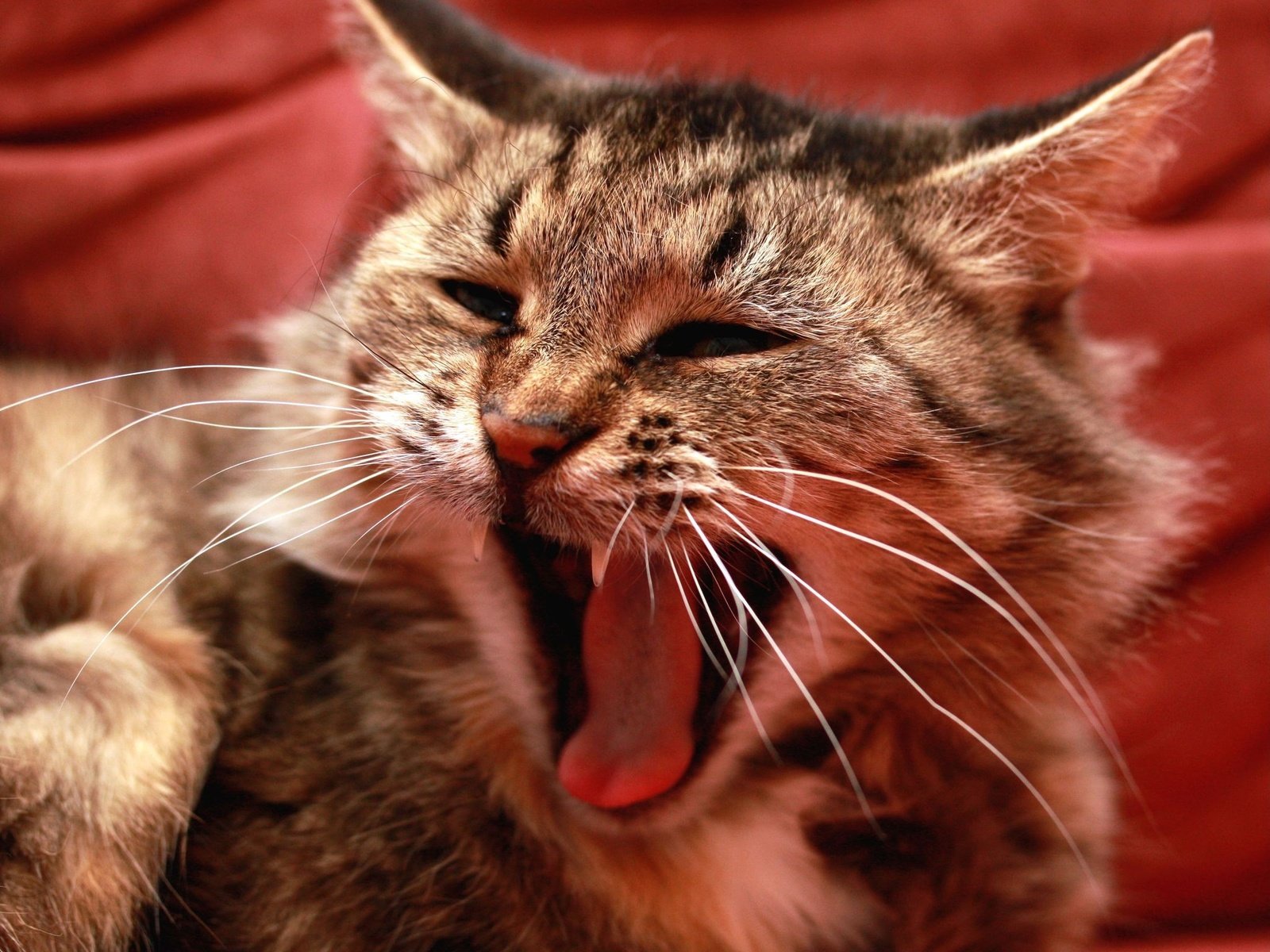 кот зевает cat yawns без смс