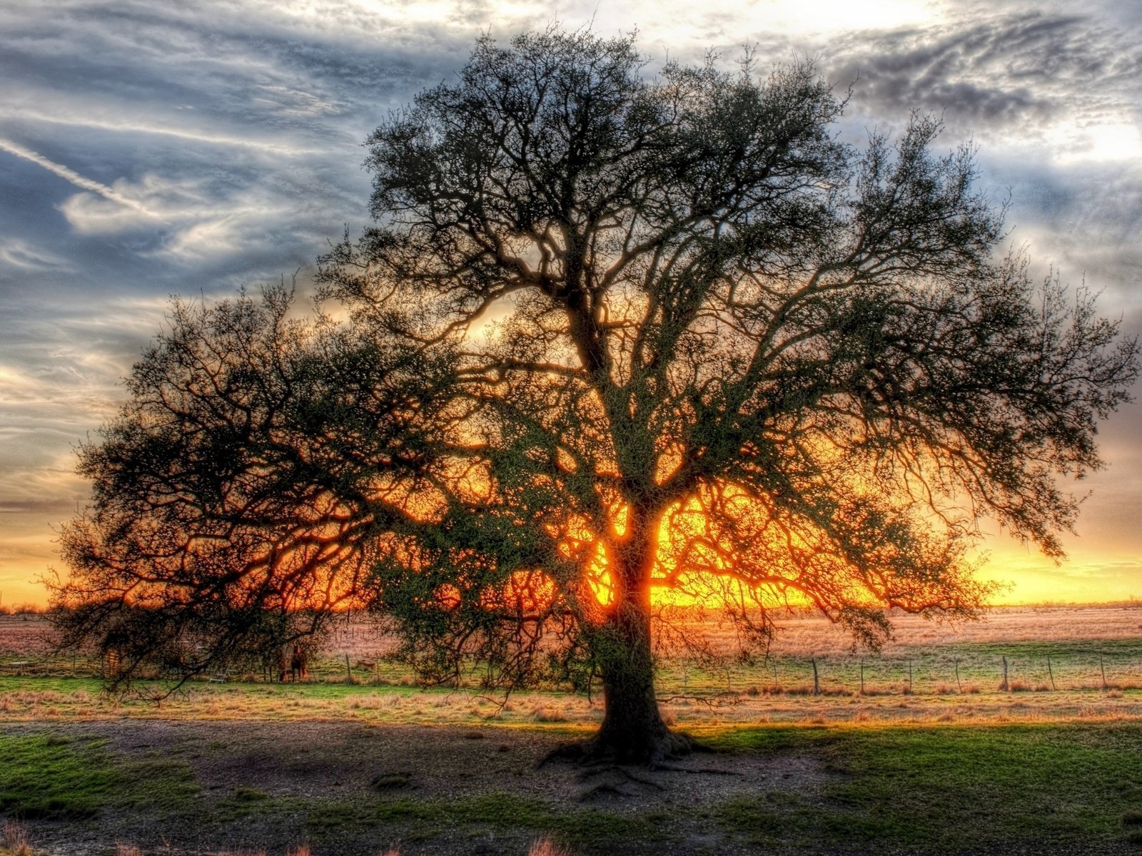 Обои дерево, поле, солнца, ветвистое, просвет, tree, field, the sun, branched, clearance разрешение 2560x1600 Загрузить