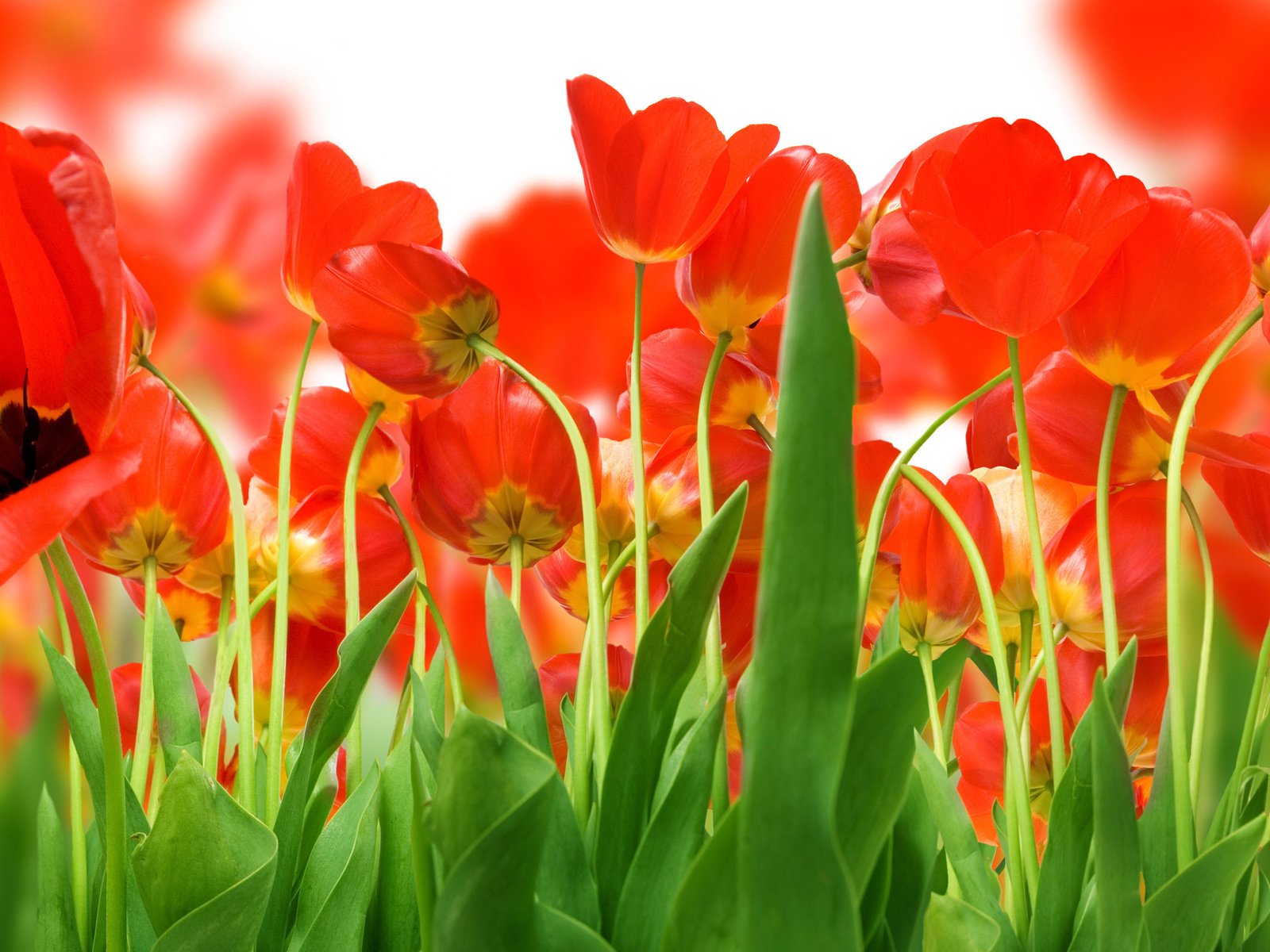 Обои зелень, поле, красных, тюльпанов, greens, field, red, tulips разрешение 2560x1600 Загрузить