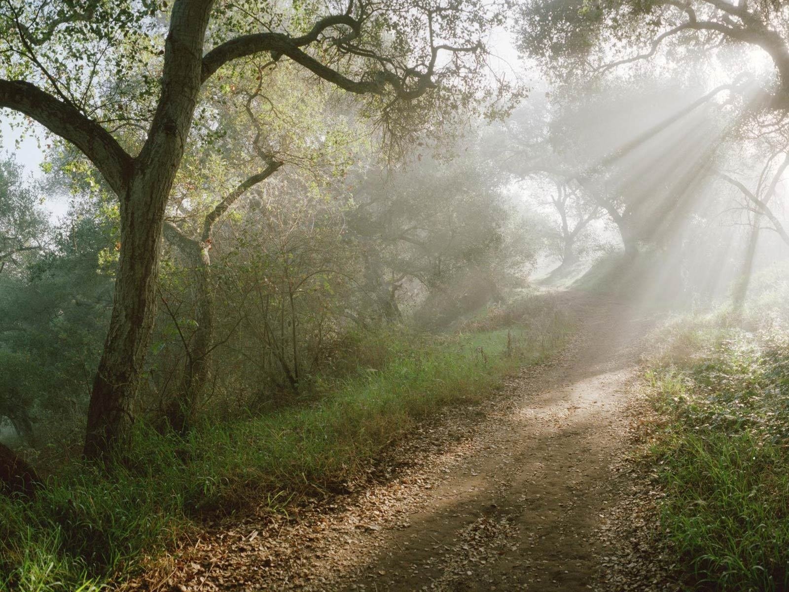 Обои солнце, лес, лучи, тропинка, the sun, forest, rays, path разрешение 1920x1200 Загрузить