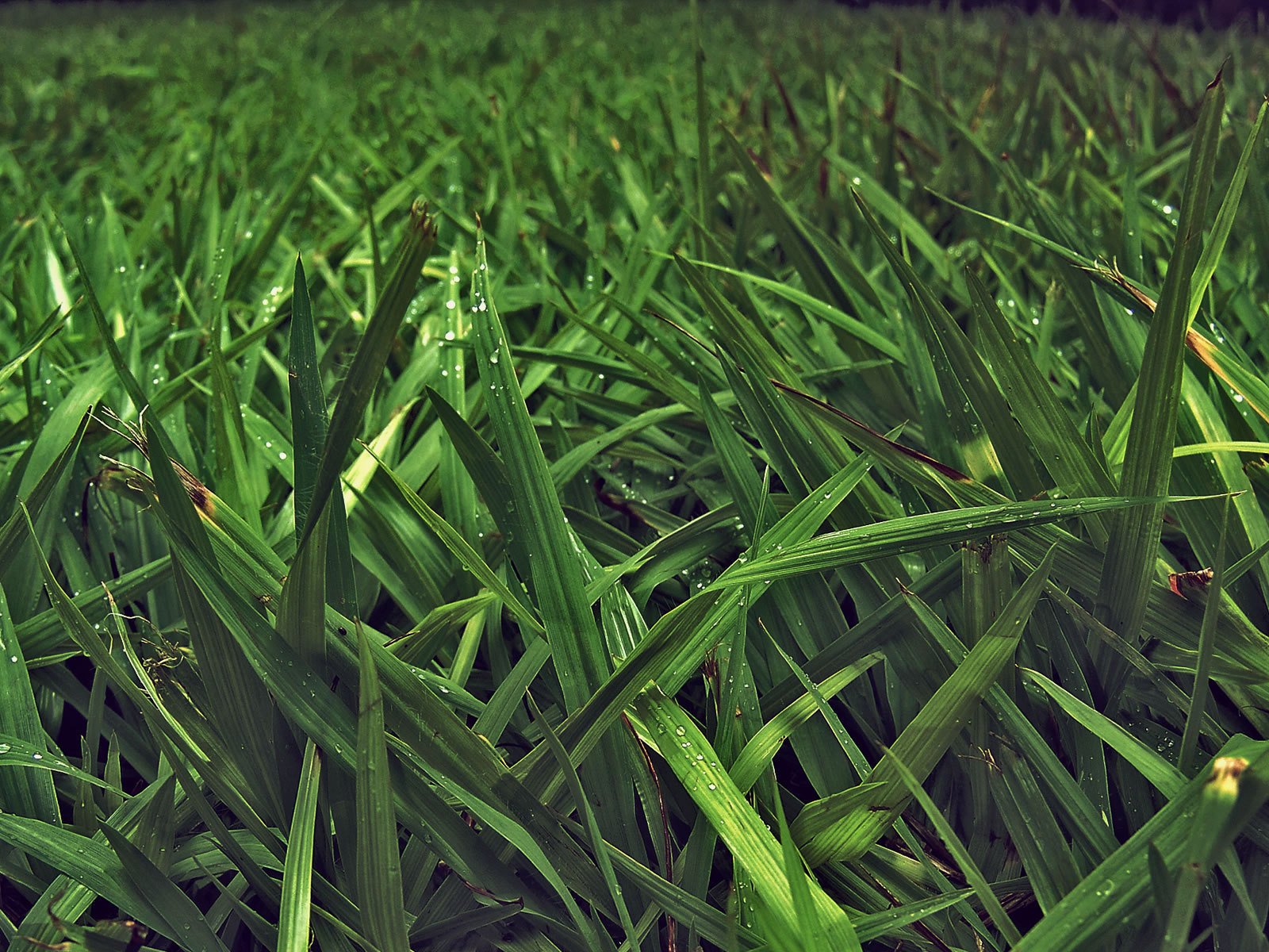 Обои трава, природа, зелень, листья, фото, стебли, макро обои, grass, nature, greens, leaves, photo, stems, macro wallpaper разрешение 1920x1200 Загрузить