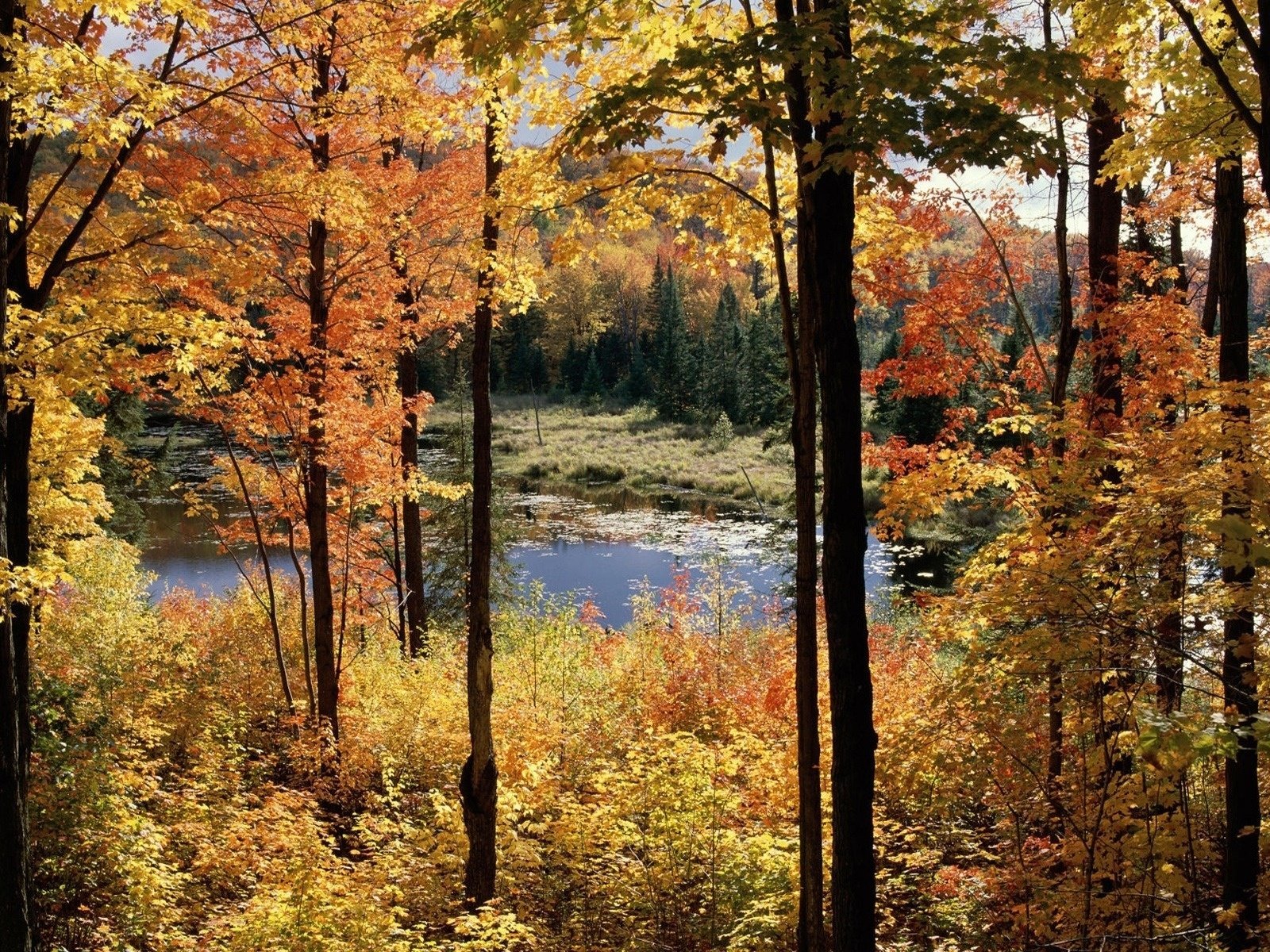 Обои деревья, болото, пейзаж, осень, trees, swamp, landscape, autumn разрешение 1920x1200 Загрузить