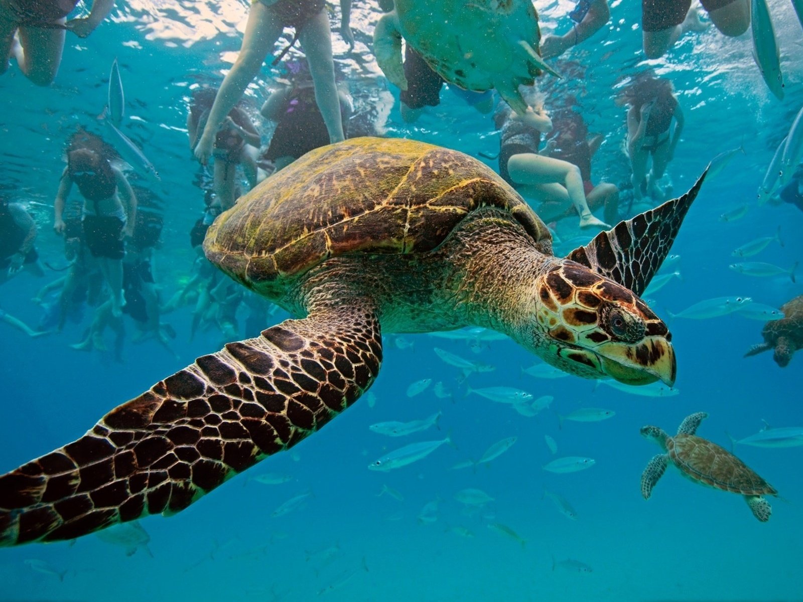 Обои черепаха, бисса, настоящая каретта, рептилия, hawksbill turtle, eretmochelys imbricata, барбадос, вест-индия, карибское море, turtle, bissa, a real honour to be, reptile, barbados, west indies, the caribbean sea разрешение 1920x1202 Загрузить