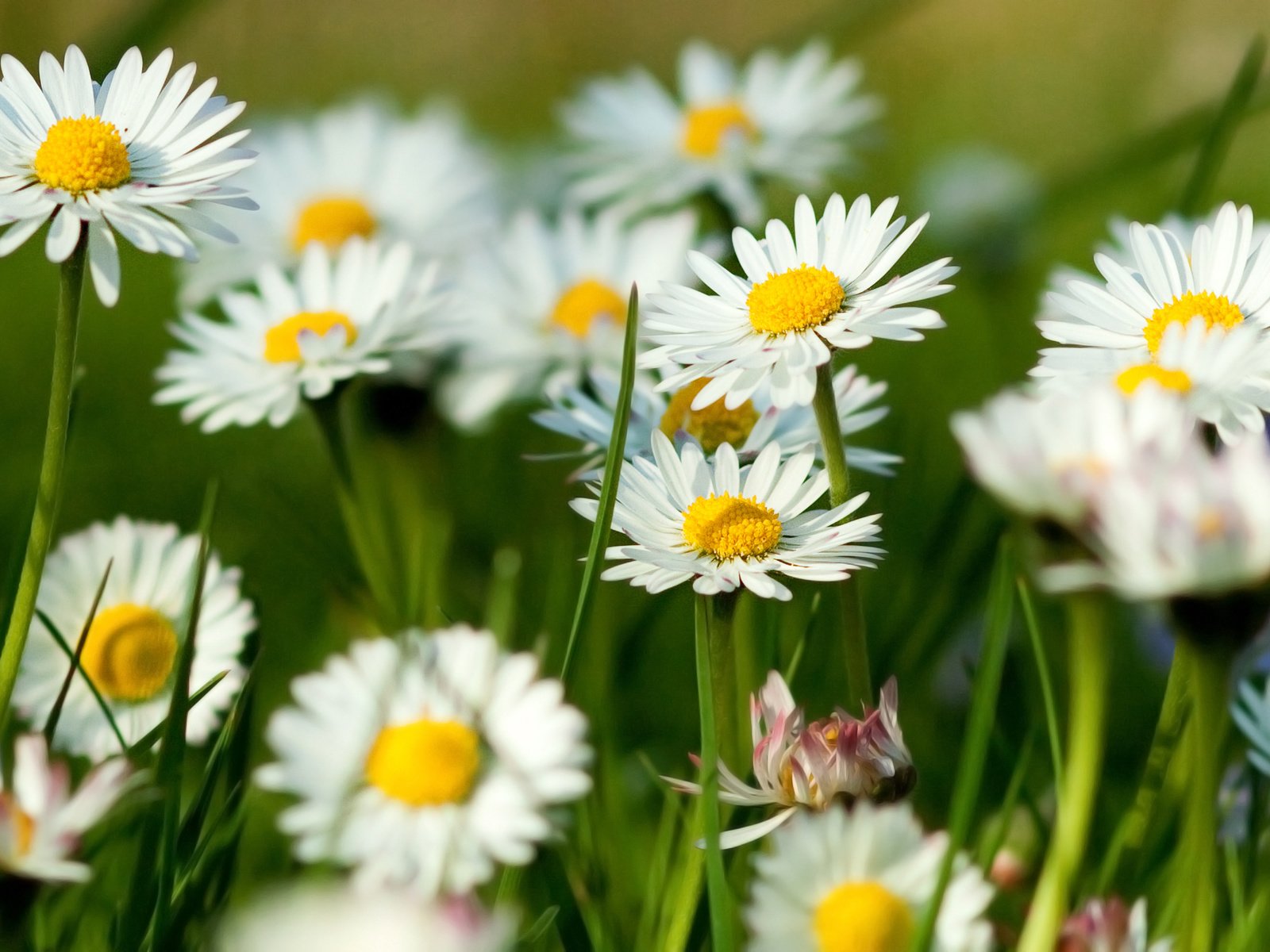 Обои трава, зелень, лето, ромашки, grass, greens, summer, chamomile разрешение 2560x1600 Загрузить