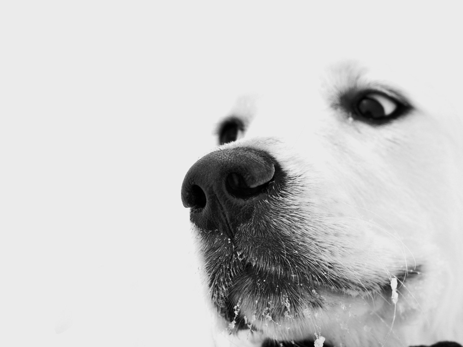Обои глаза, зима, взгляд, белый, собака, грустный, пес, задумчивый, снег на усах, the snow on his mustache, eyes, winter, look, white, dog, sad, brooding разрешение 2560x1600 Загрузить