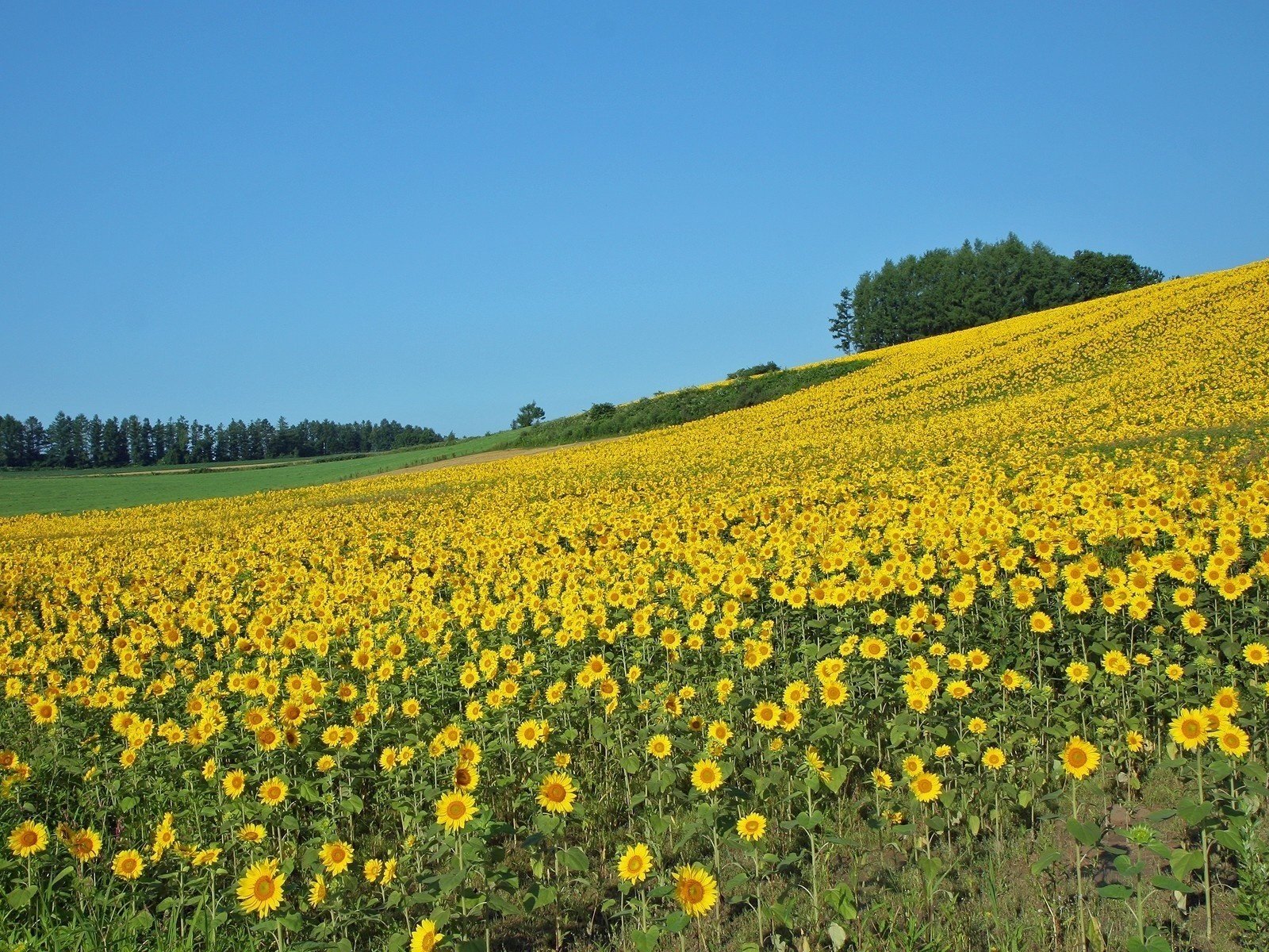 Обои поле, лето, подсолнухи, field, summer, sunflowers разрешение 1920x1200 Загрузить