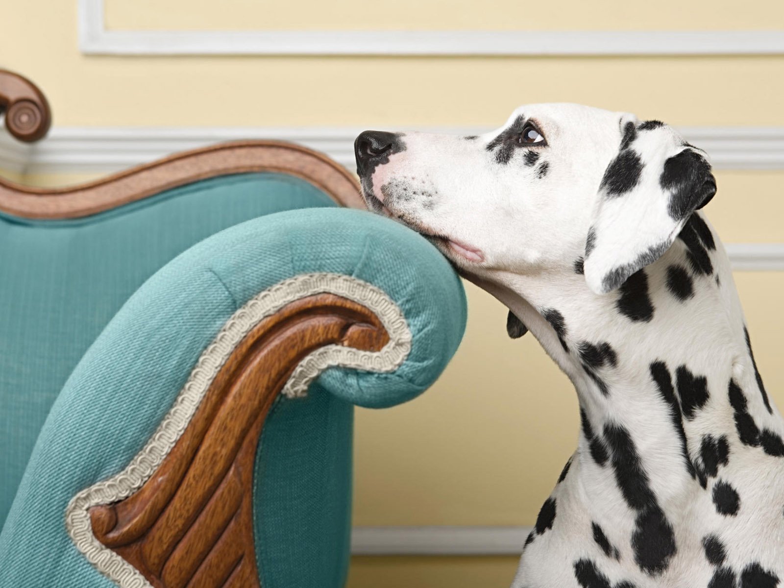 Обои взгляд, собака, кресло, пес, далматинец, look, dog, chair, dalmatians разрешение 1920x1200 Загрузить