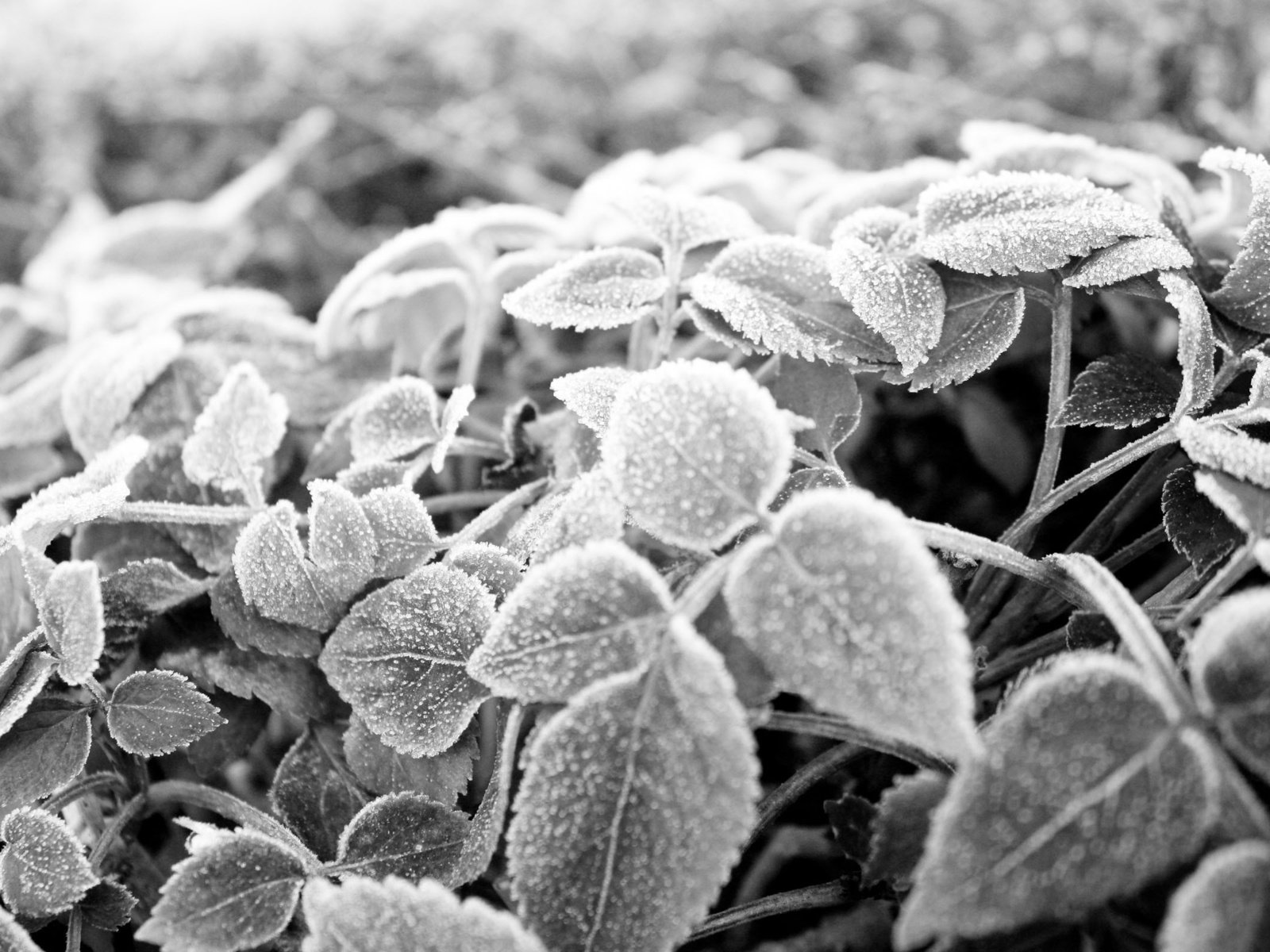 Обои листья, мороз, иней, чёрно-белое, черно-белая, leaves, frost, black and white разрешение 2560x1600 Загрузить