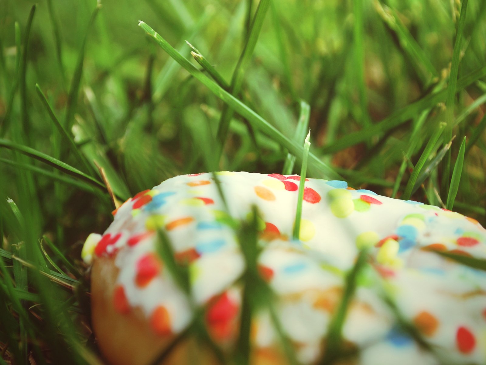 Обои трава, еда, пончик, grass, food, donut разрешение 2560x1600 Загрузить